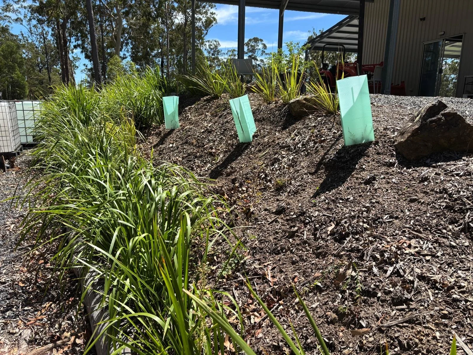 Banyula_spring_planting (5).JPG