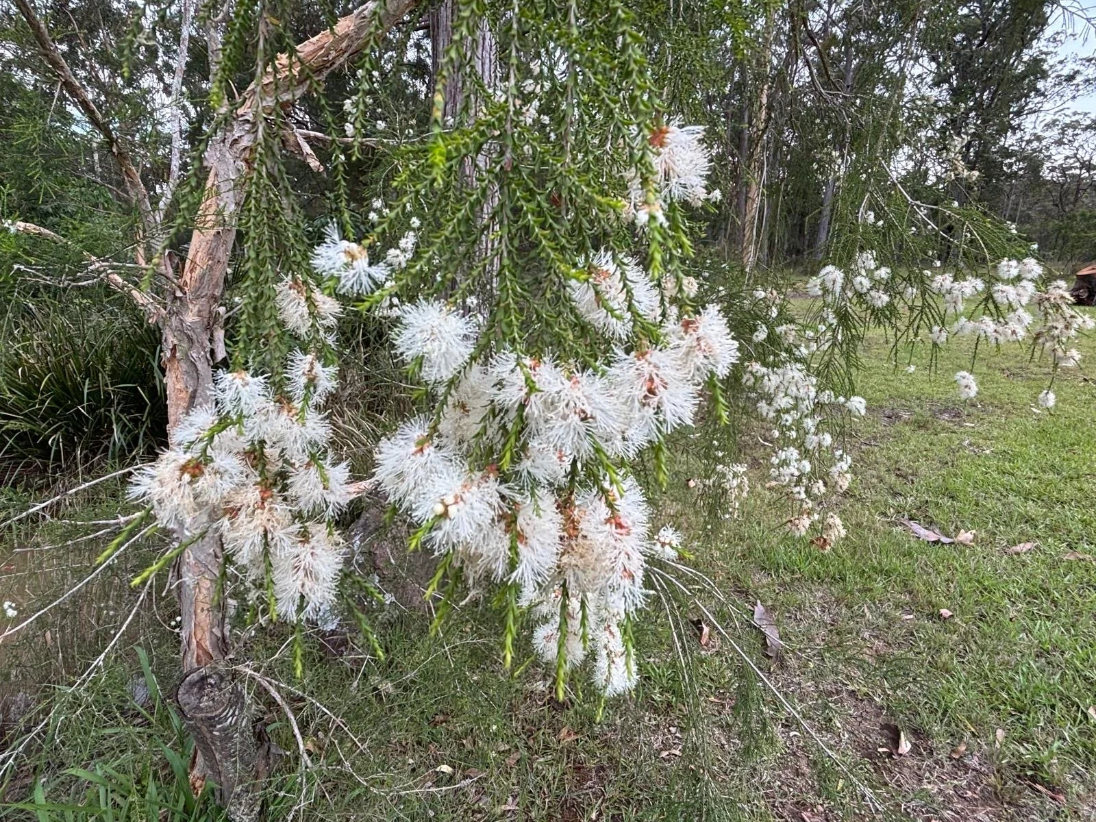 Banyula_spring_planting (6).JPG