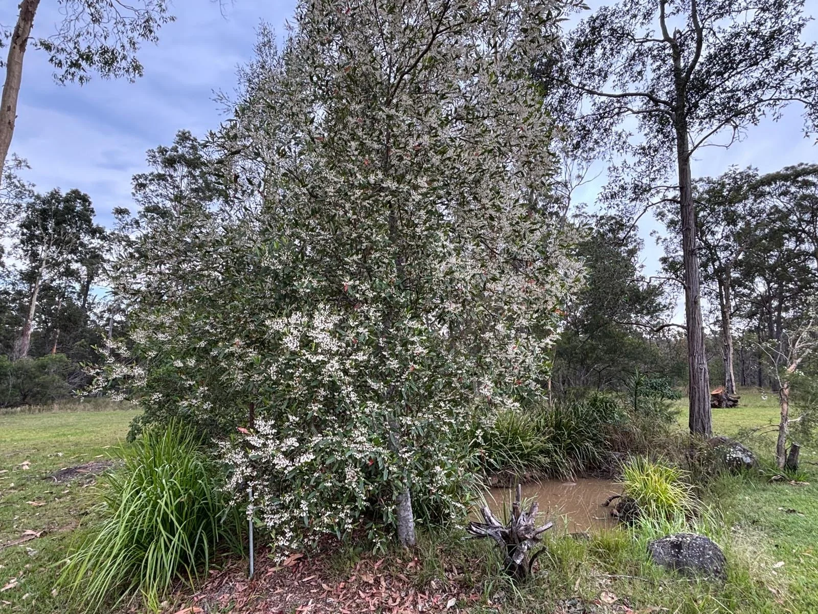 Banyula_spring_planting (7).JPG