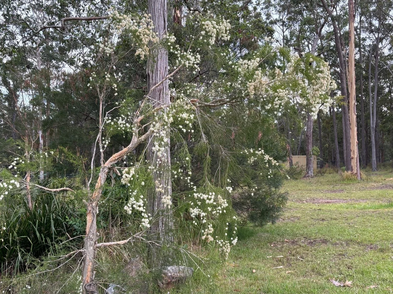 Banyula_spring_planting (1).JPG