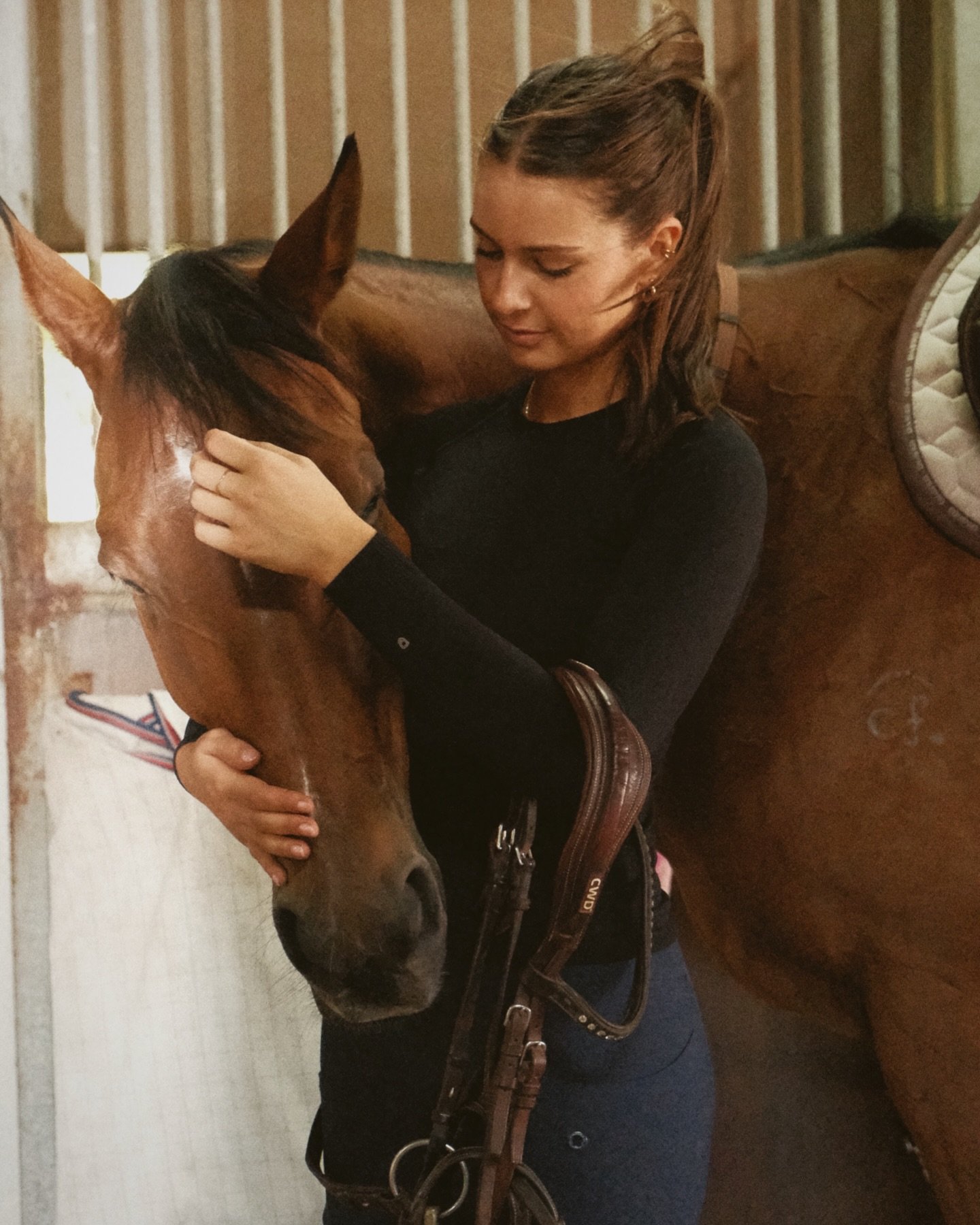 bay horse on film 🤝🏼