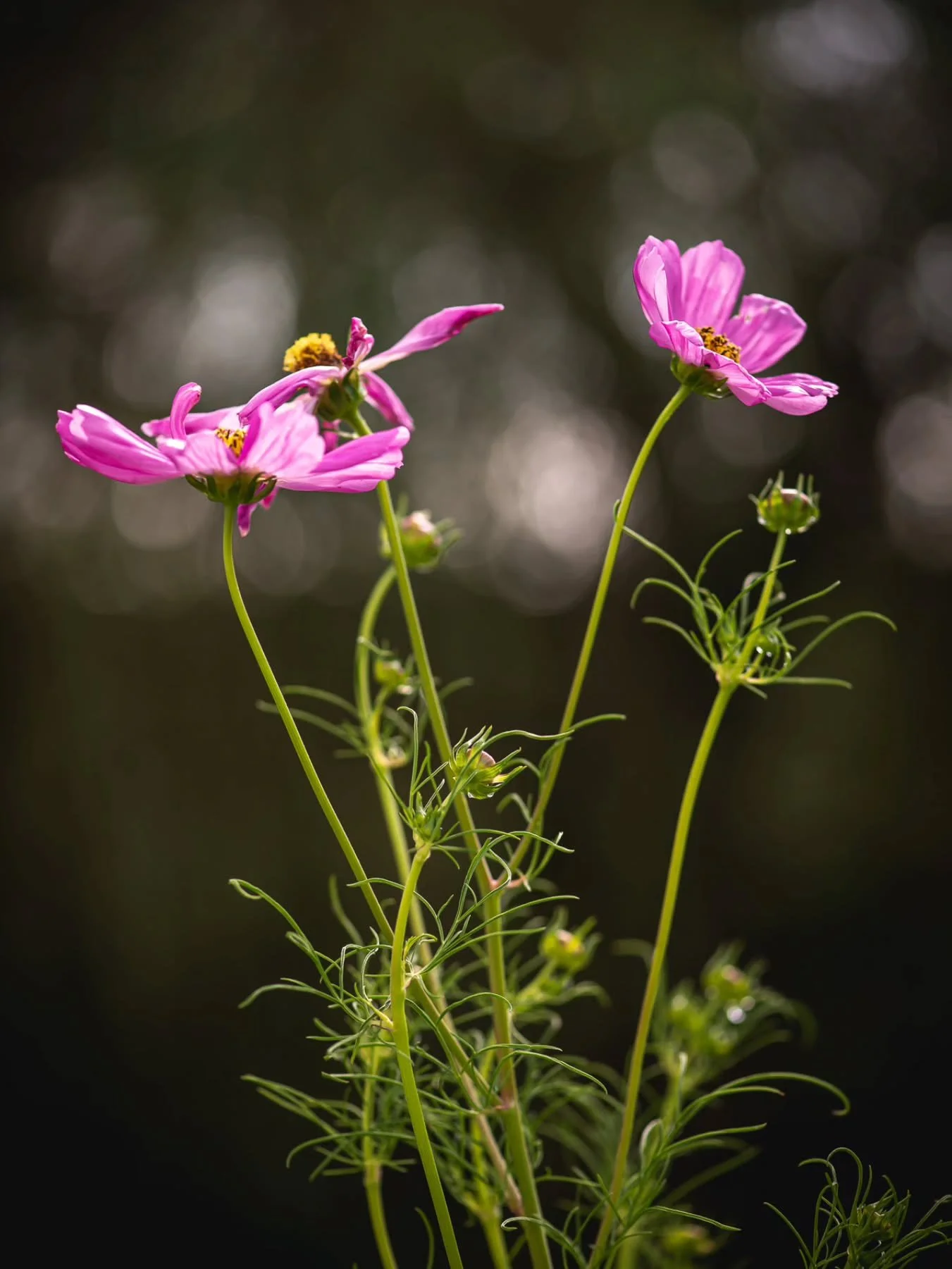 When I look through my lens, I see not only the blossoms but also the shadows that make its radiance possible.
The interplay of light and dark,
the spaces in between. . .
they hold just as much beauty as the petals themselves.
This is the essence o