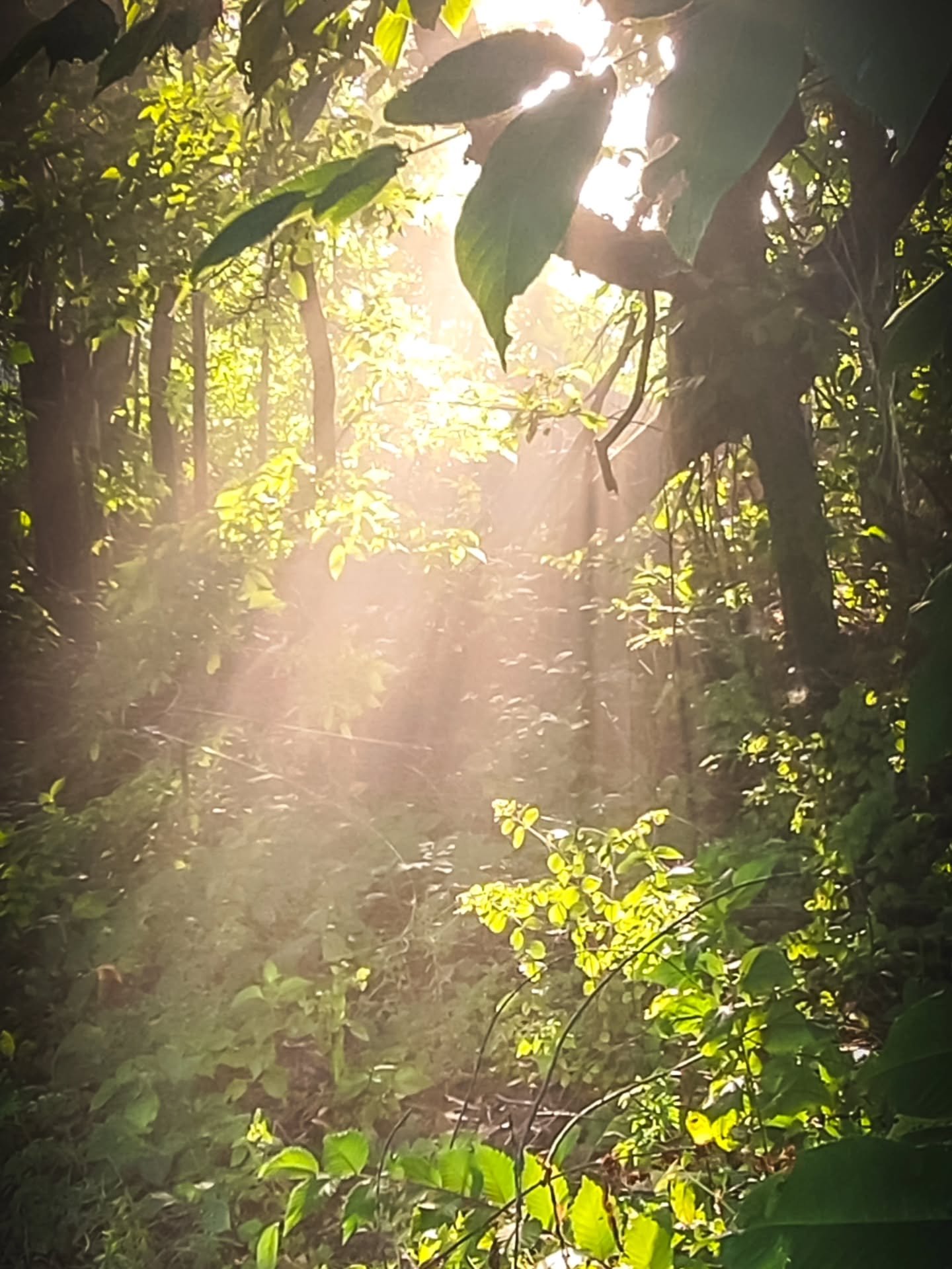 PART ONE | Week 22 &mdash; Attunement

This week of Attunement has been intense.
And there is a lot I want to share and give.

I will write one part today, and the other tomorrow in the closing post.

At the heart of it, Attunement is rarely only the