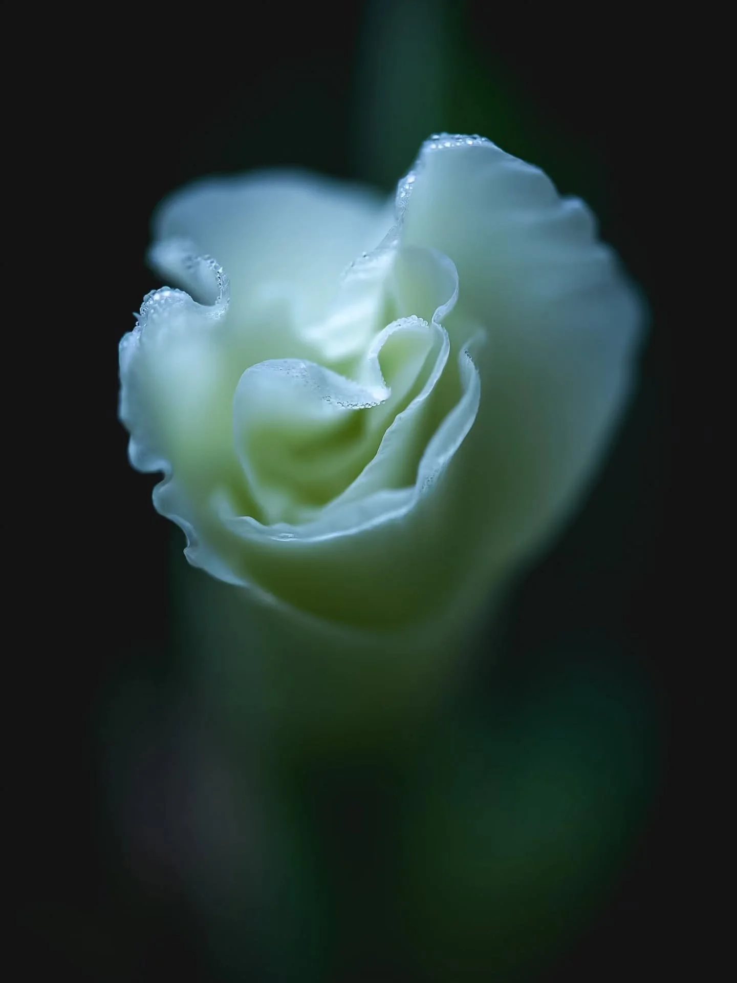 PART TWO | Week 22 &mdash; Attunement

Happy Full Blue Moon!

Yesterday, I shared about the deeper aspects of Attunement through the shadow, the contrast, and the emptying of the vessel that allows a higher frequency to be received.

And there is ano