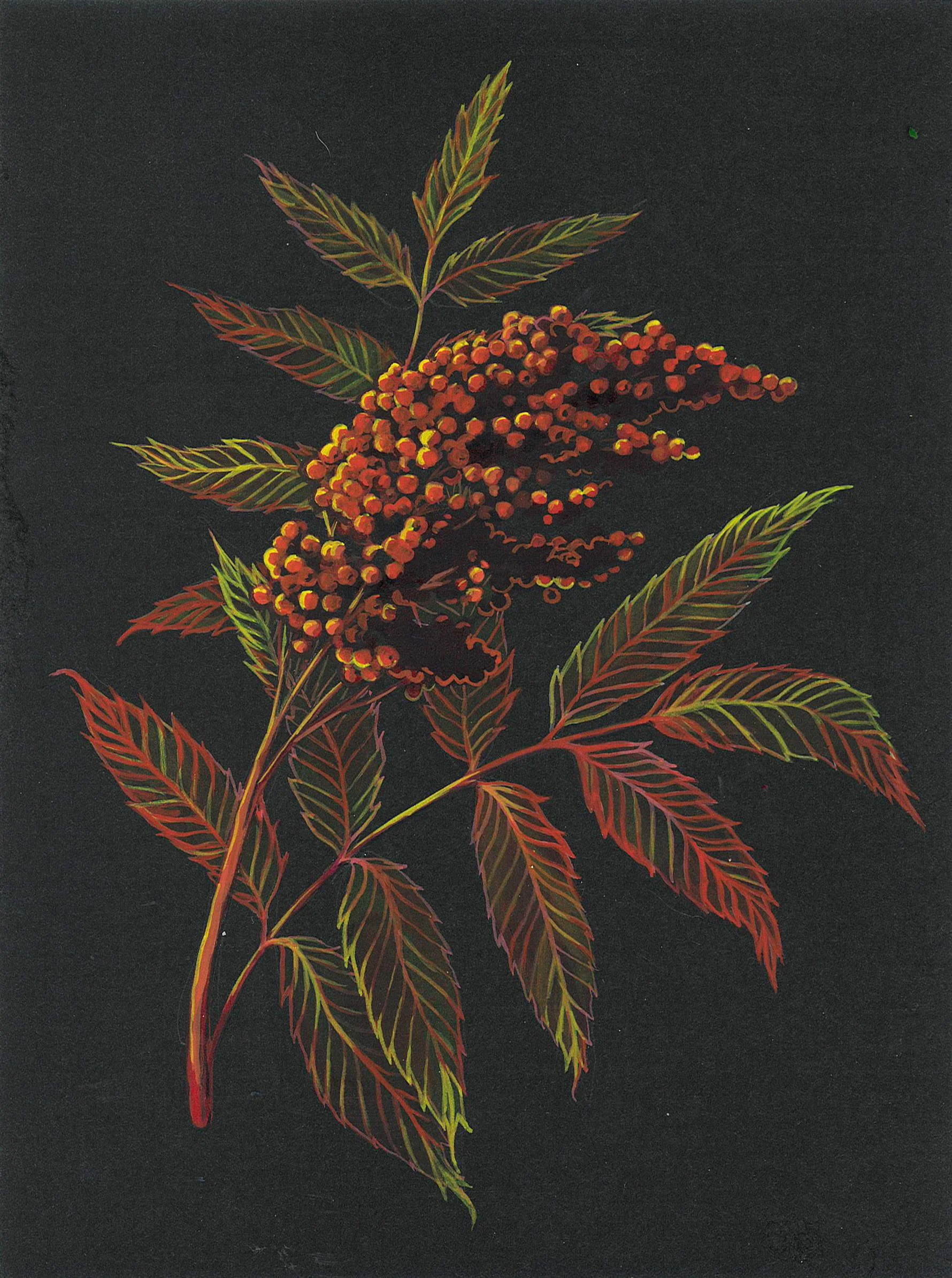 Sumac  (2025), Gouache on paper, 6 x 8 in