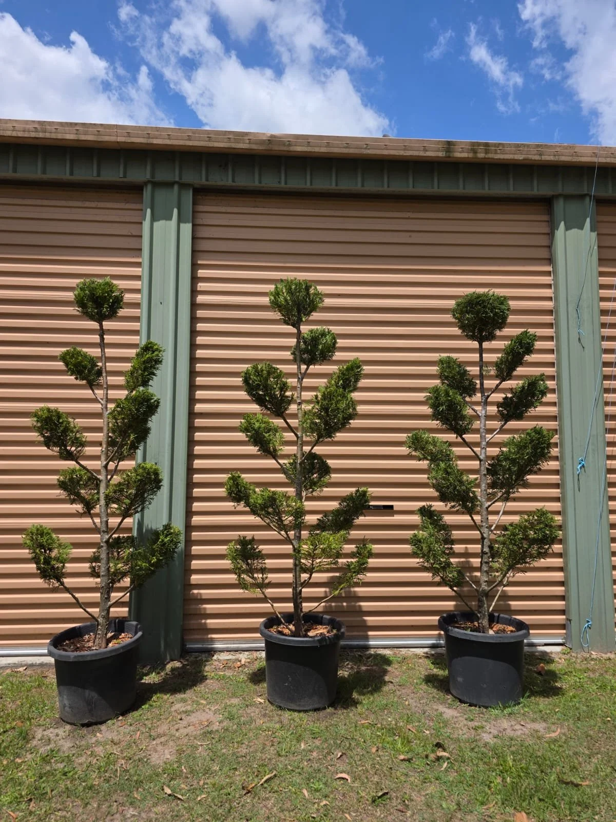 'Cloud topiary' Cupressocyparis Leylandii 'Leightons Green'