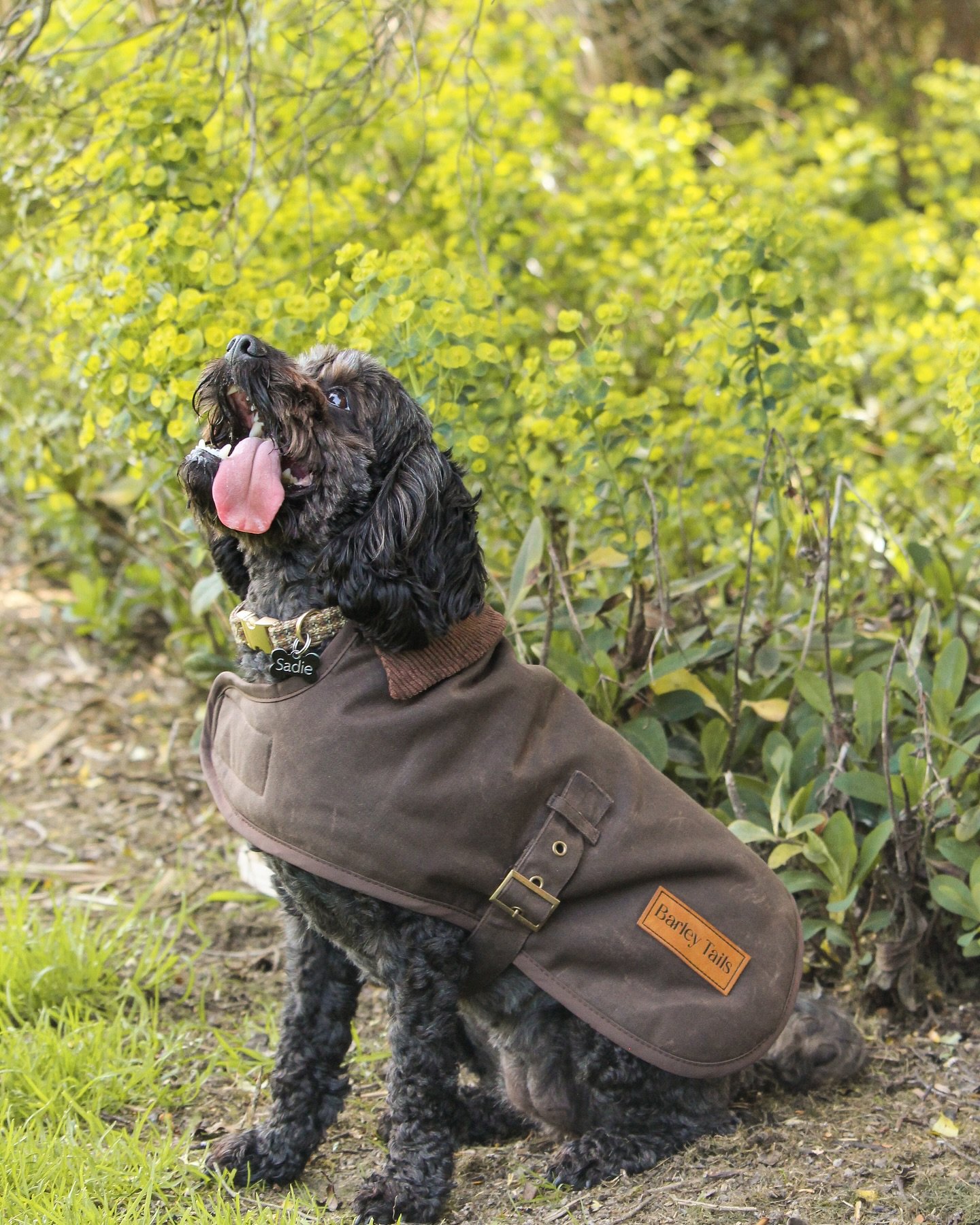 Sadie&rsquo;s ready for any weather in the Coldstream Wax Dog Coat&mdash;classic, durable, and made for adventure. 🌿🐾 

#nzdogs #nzdogsoninstagram #dogsnz #ruralnz #countrydog #smallbusinessnz