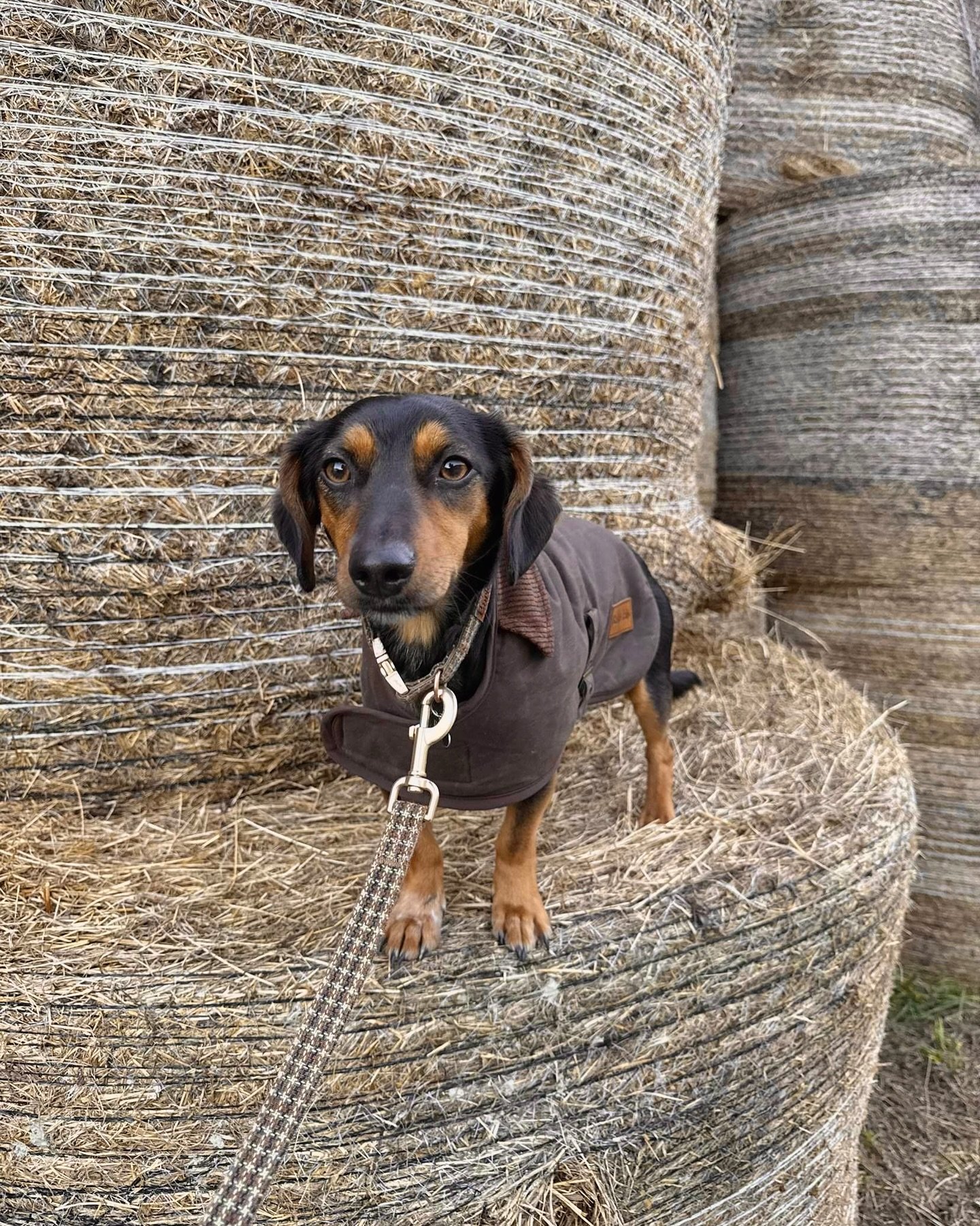 Rudy&rsquo;s all rugged up in the Coldstream Wax Coat (size small) for an evening on the farm. 🌾

With a weatherproof wax finish and a cozy lining, it&rsquo;s built to keep your dog warm and dry on every adventure. 🐾

#nzdogsoninstagram #nzdog #dog