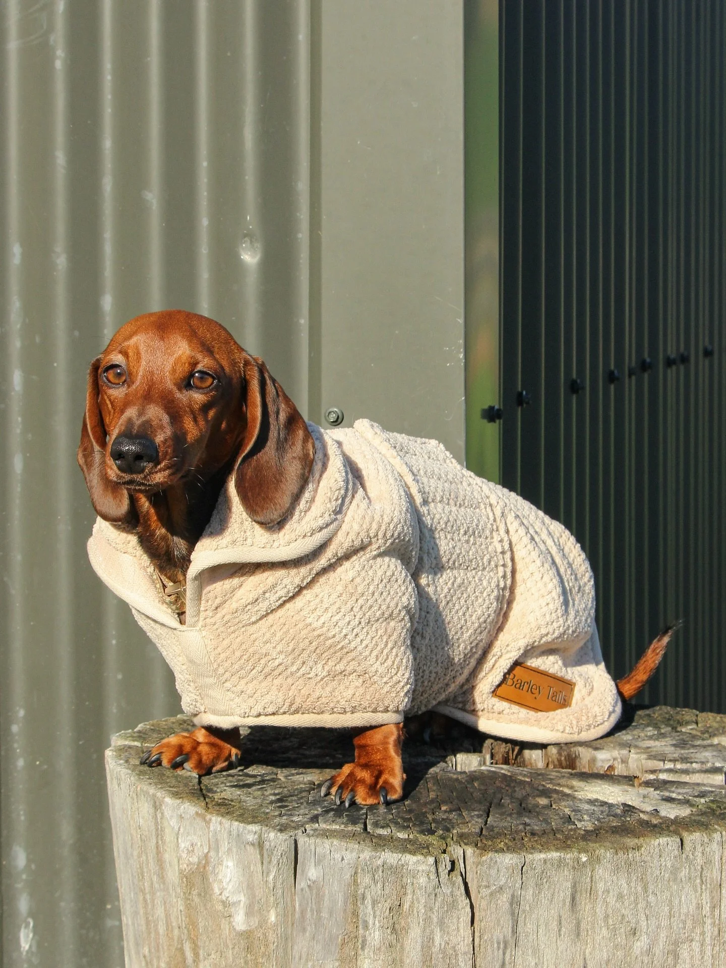 They&rsquo;ve landed! 🐾 Our Mudroom Dog Towels are now live on the website!

Made from super soft, double-thickness toweling &mdash; they&rsquo;re absorbent, breathable, and wrap your dog in comfort after every soggy adventure. 🌧🛁 

Whether it&rsq