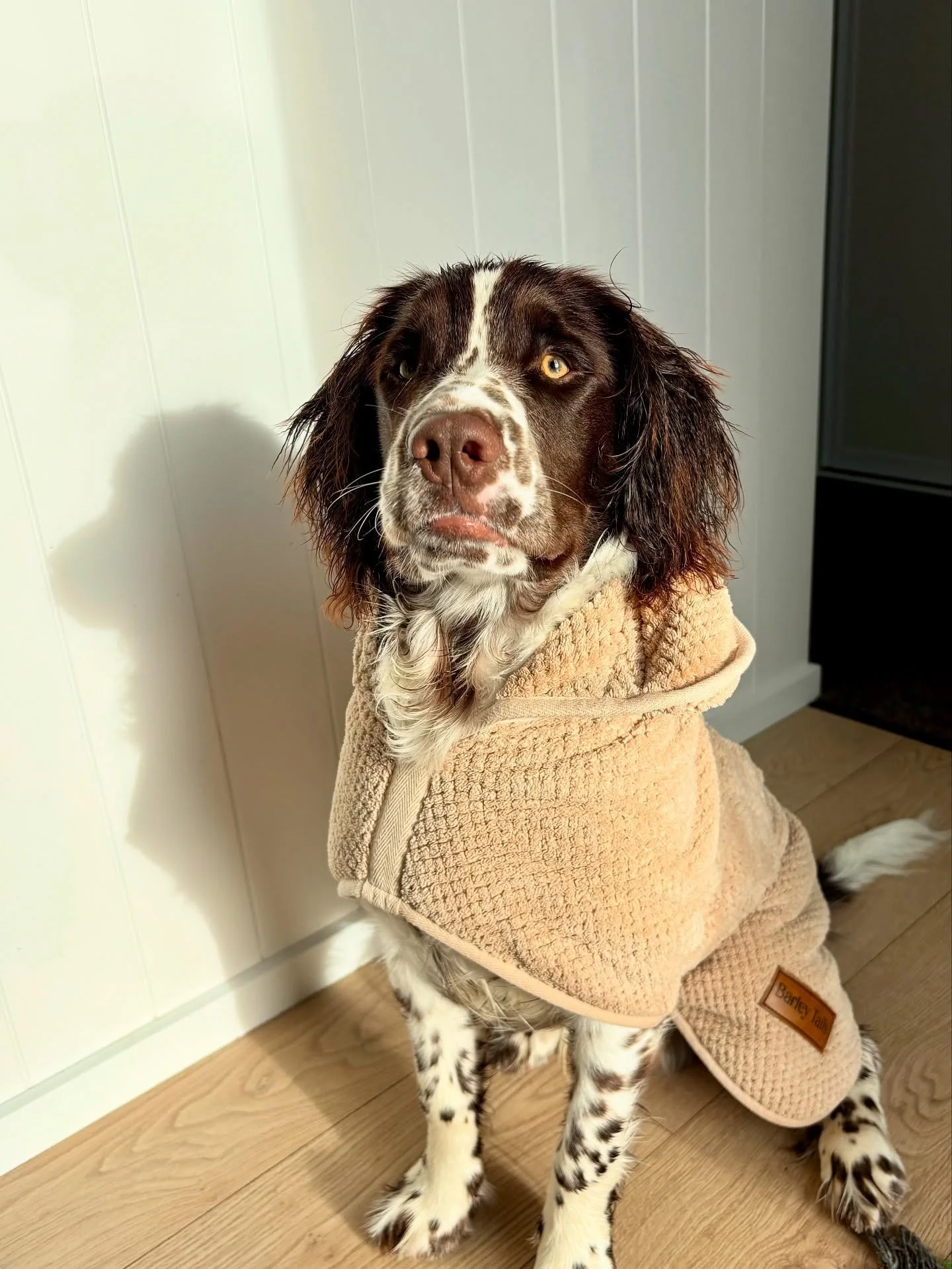 Freshly washed and all wrapped up! 🫧🐾

Mac&rsquo;s all snuggled up in his Mudroom towel &mdash; soft, absorbent, and ready for post-bath cuddles.

#nzdogs #nzdogsoninstagram #dogsnz #smallbusinessnz #ruralnz #countrydog