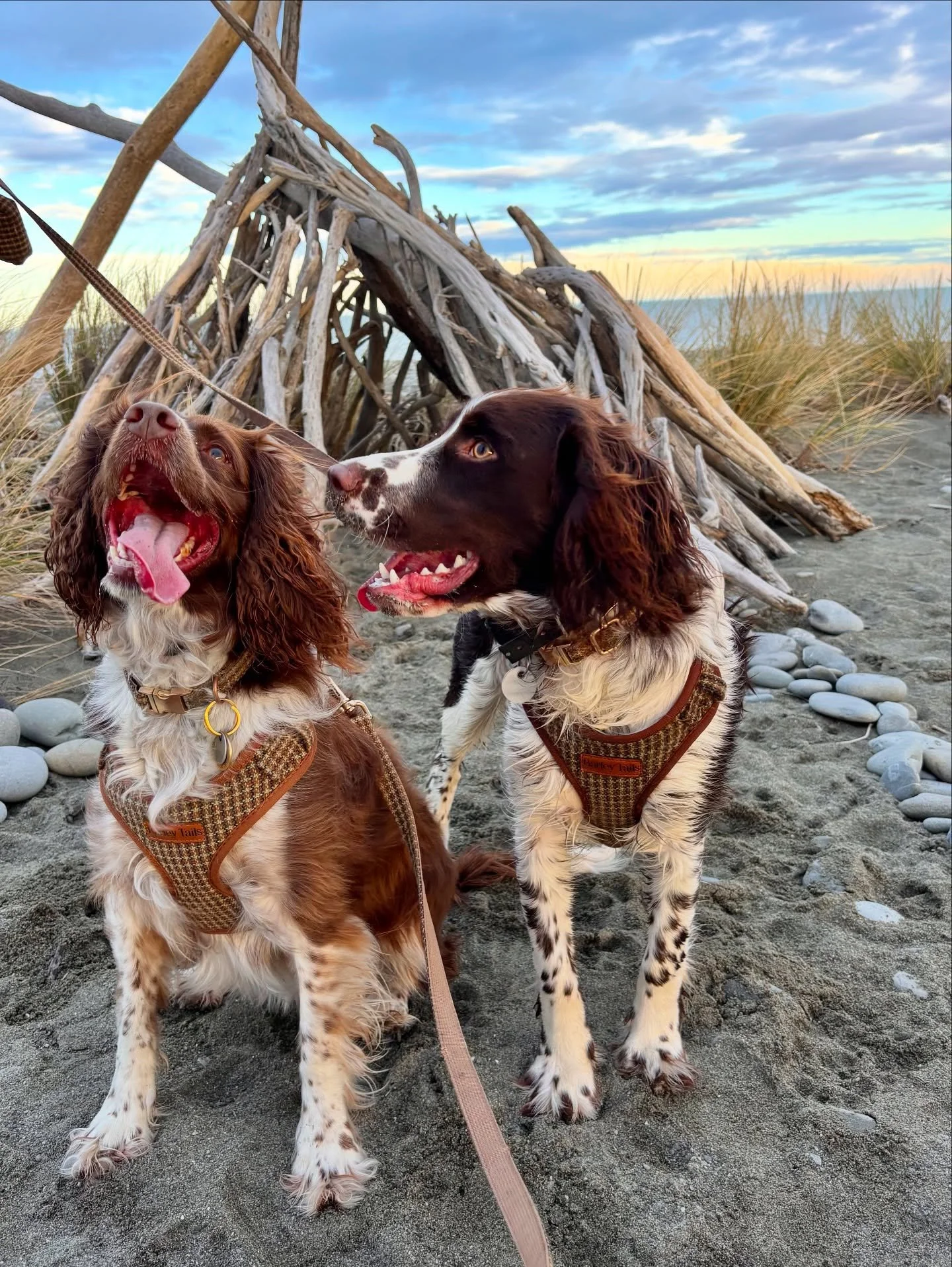 Took these two cheeky pups out for a sunset beach mish 🌅 

One couldn&rsquo;t resist the freezing water &mdash; classic Springer 

Mac and Murph making the most of golden hour in their Barley Tails gear ☀️

#smallbusinessnz #nzdogs #nzdogsoninstagra