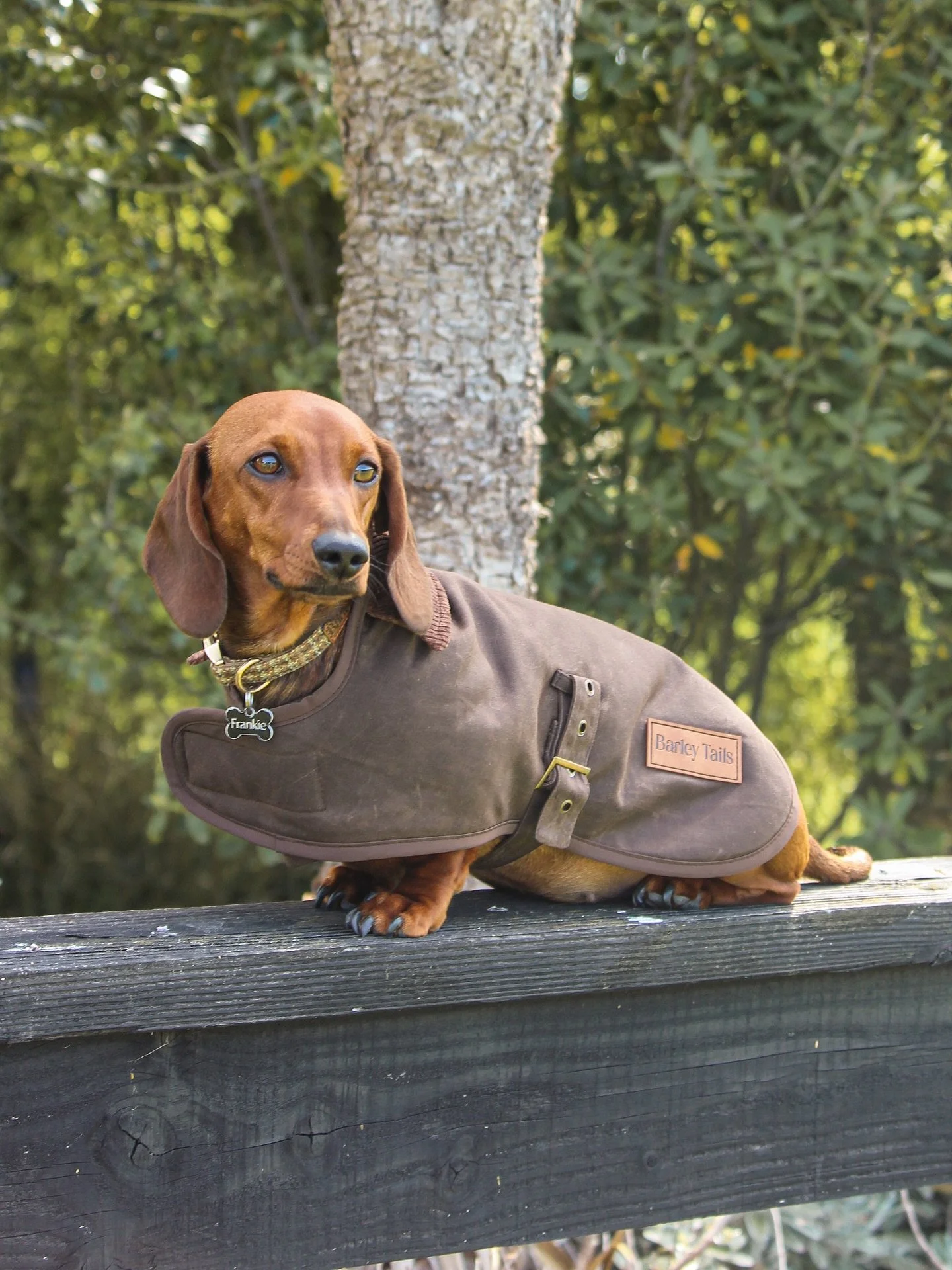 Frankie&rsquo;s winter look: sorted ✔️

Our Coldstream Wax Dog Coat is made to keep pups warm without slowing them down. Windproof, water-resistant, and lined for extra cosiness &ndash; it&rsquo;s a must-have for frosty walks.

Frankie wears a size S
