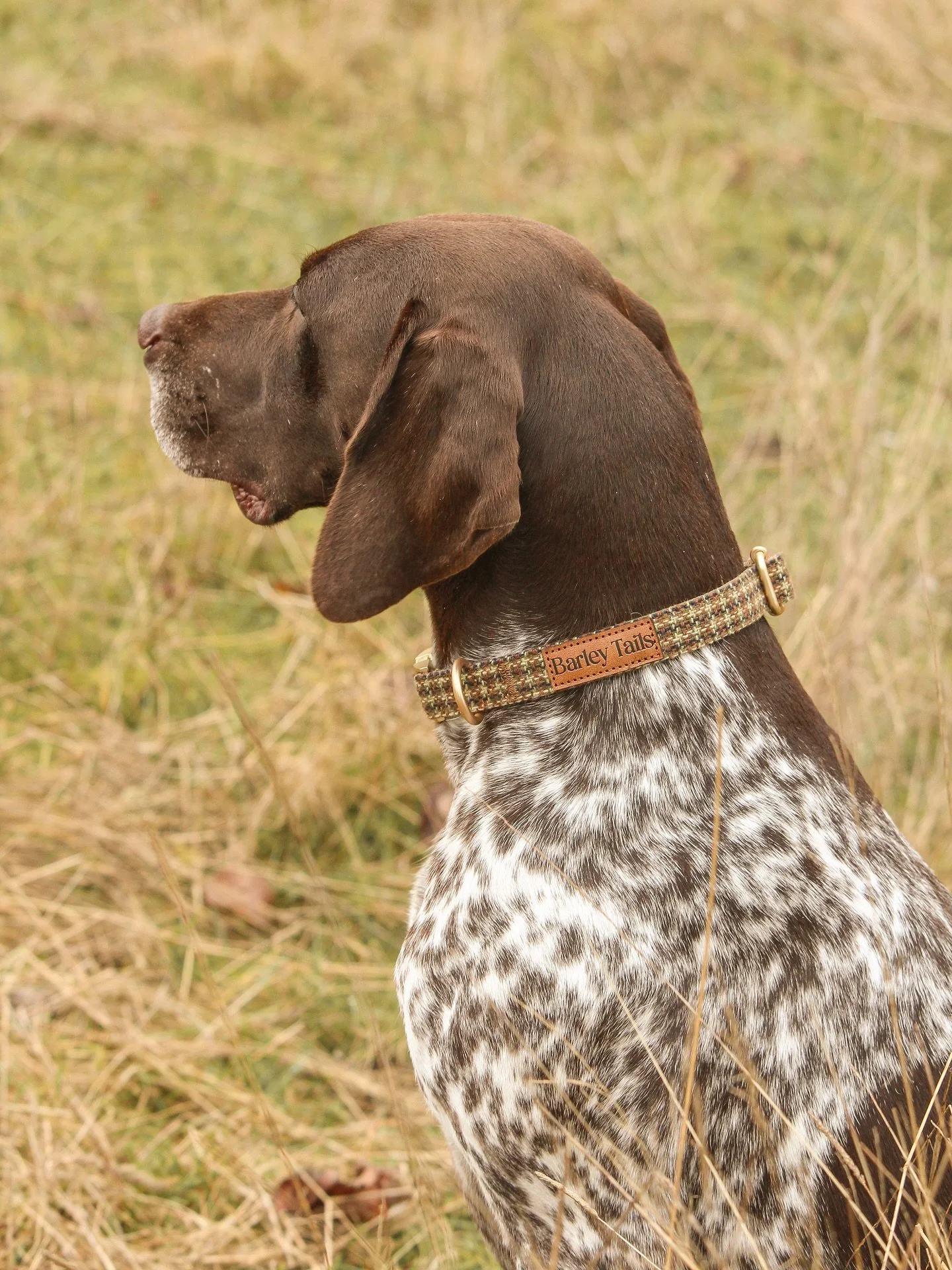When timeless design meets natural elegance 🌾

Elsa wears a size M in our Tussock Tweed collar

#nzdogs #nzdogsoninstagram #dogsnz #smallbusinessnz #ruralnz #countrydog