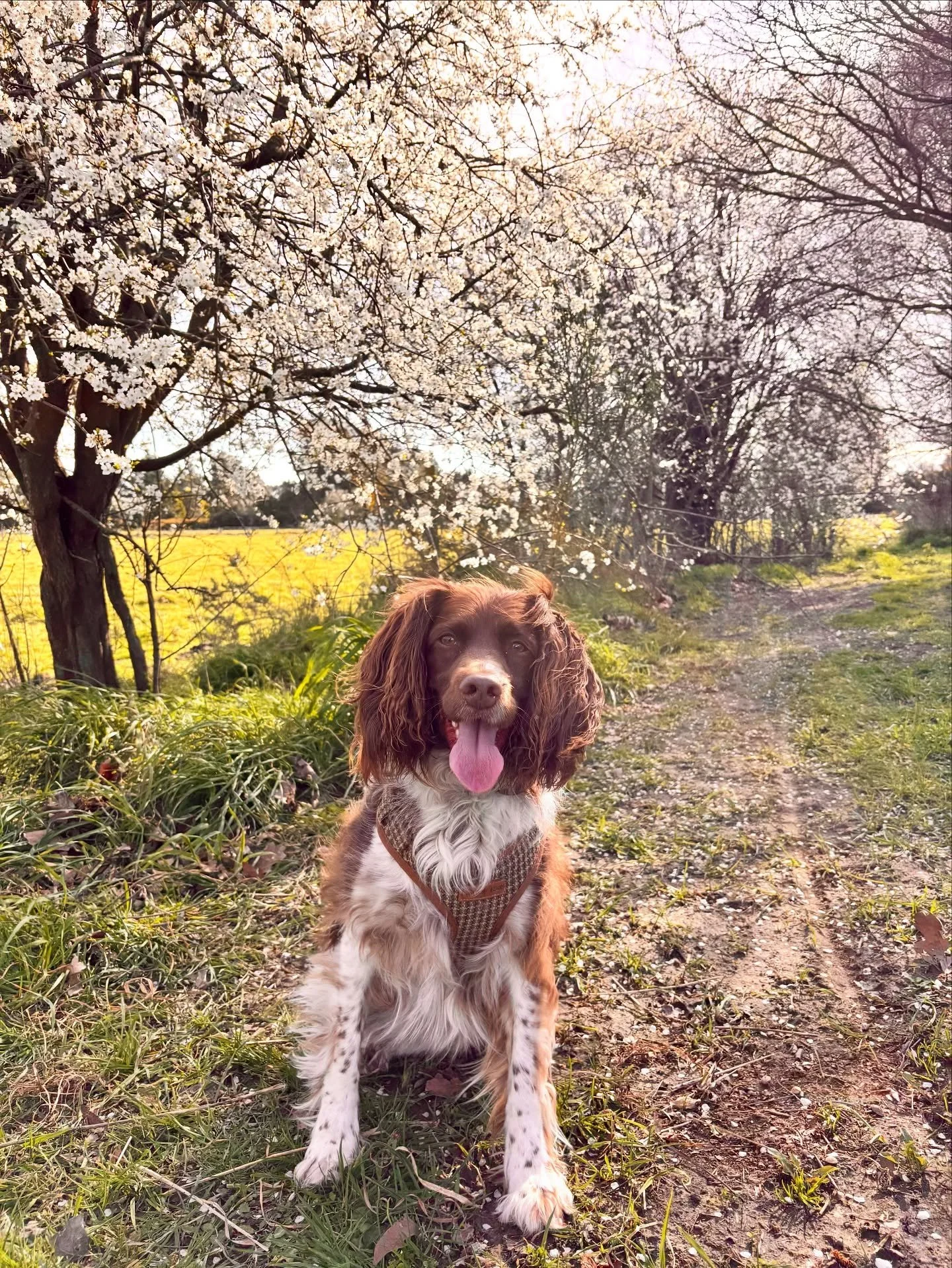 Fresh blooms, longer evenings, and a happy pup 🌸🐶 Nothing says spring like a walk in the fading light. 

Murph&rsquo;s wearing her Tussock Tweed harness, size M.

#smallbusinessnz #nzdogsoninstagram #nzdog #dogsnz #countrydog