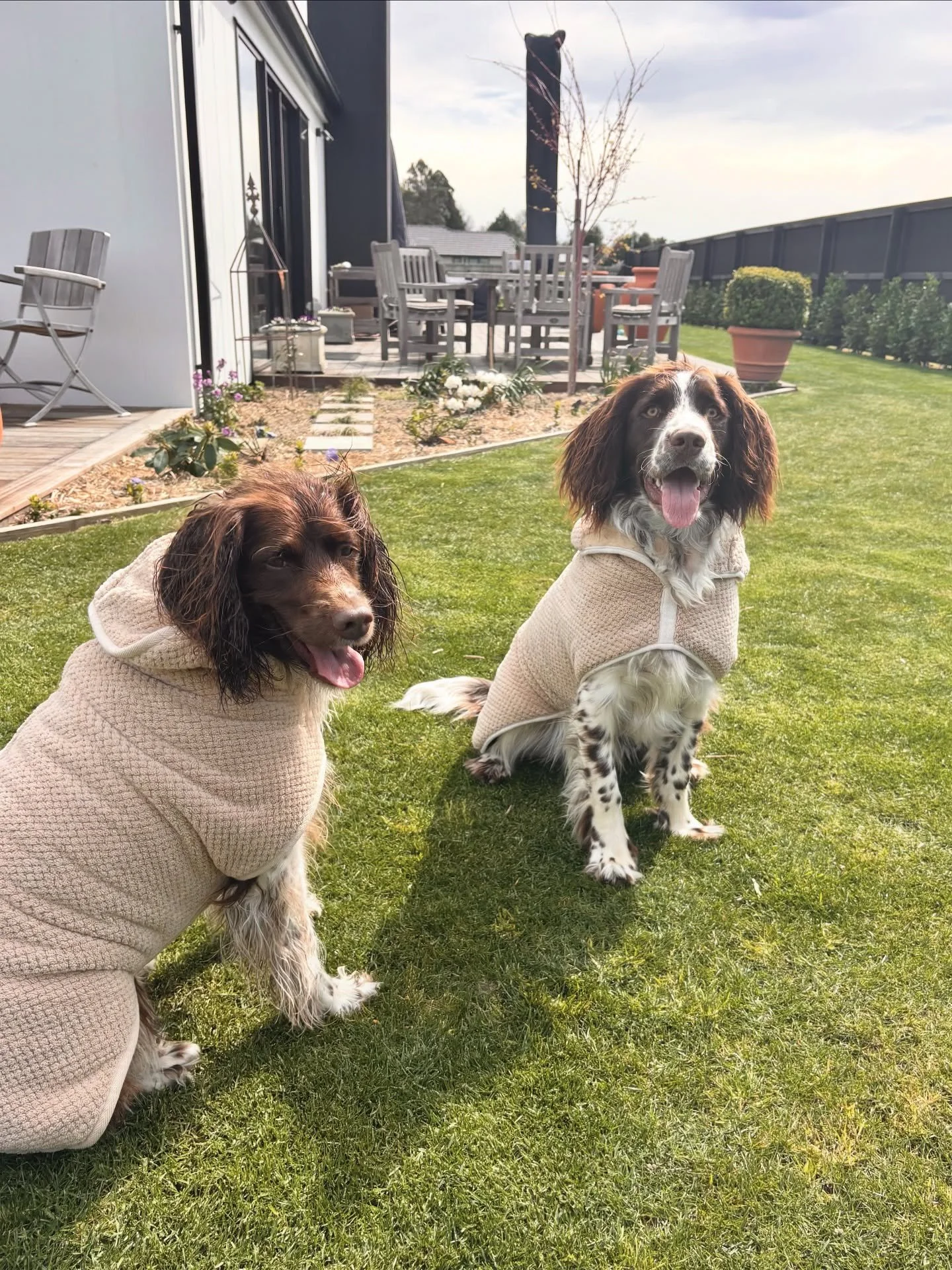 Murph &amp; Mac had their pre-holiday wash and are loving their Mudroom Towels (both in size M) before heading off on their own little adventure 🐾✨ 

Perfect for getting them dry and snuggly, and most importantly&mdash;keeping them from rolling in t