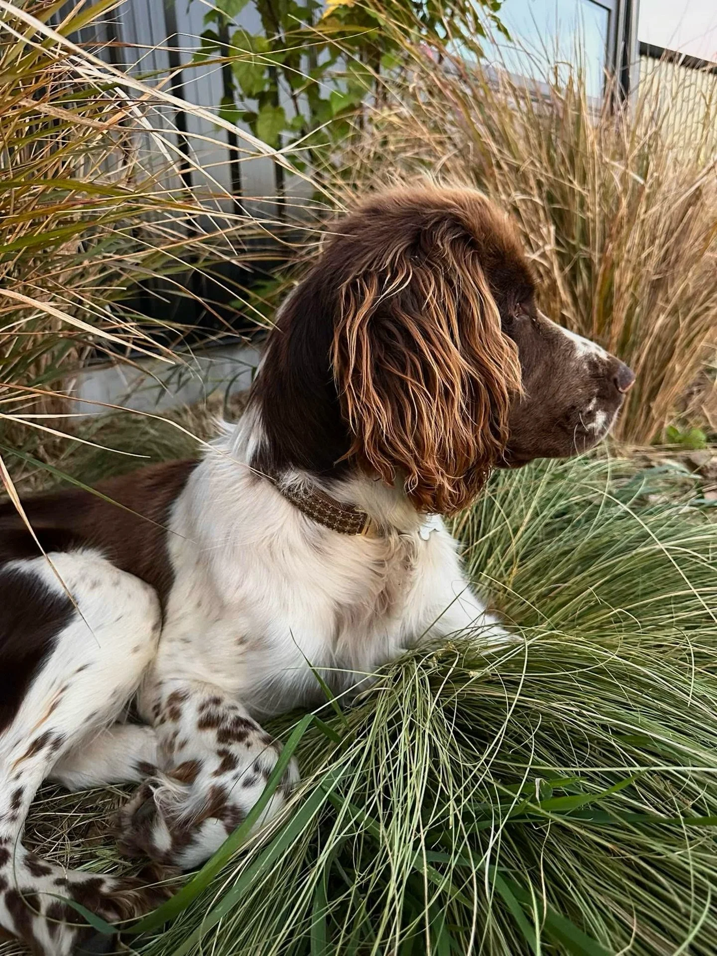 Some of these lovely pups who got spoilt at the Geraldine market last weekend! 🐶✨

Tussock Tweed + Coldstream Wax = top picks of the day!

Plus one cheeky little friend hiding underneath the table.

#nzdogs #nzdogsoninstagram #dogsnz #smallbusinessn