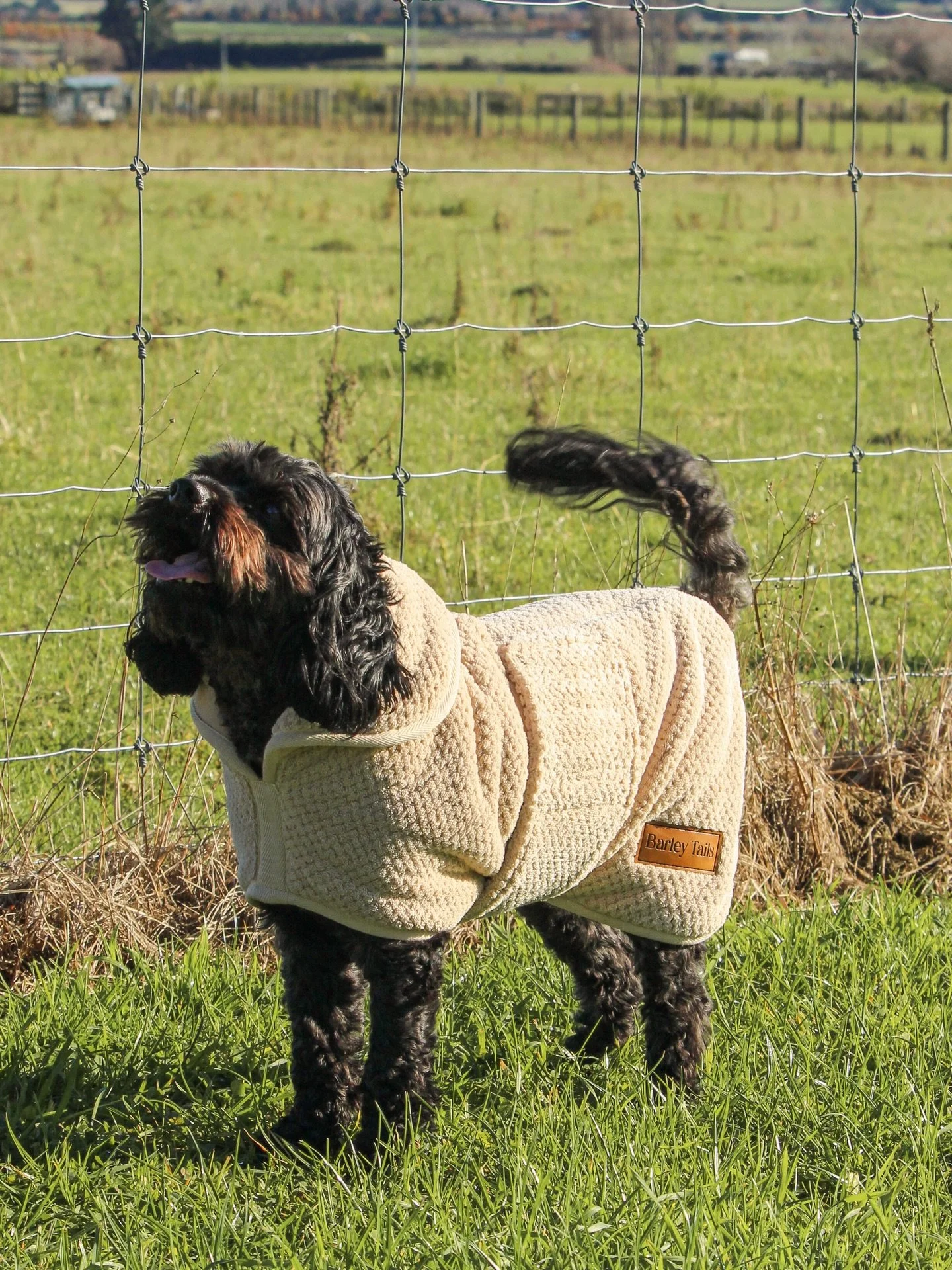 NZ weather is back doing its thing&hellip; one minute sunshine, next minute muddy dogs. 🌦️

The Mudroom towel stays living by the door for this exact reason. 

#nzdogs #nzdogsoninstagram #dogsnz #countrydog #smallbusinessnz