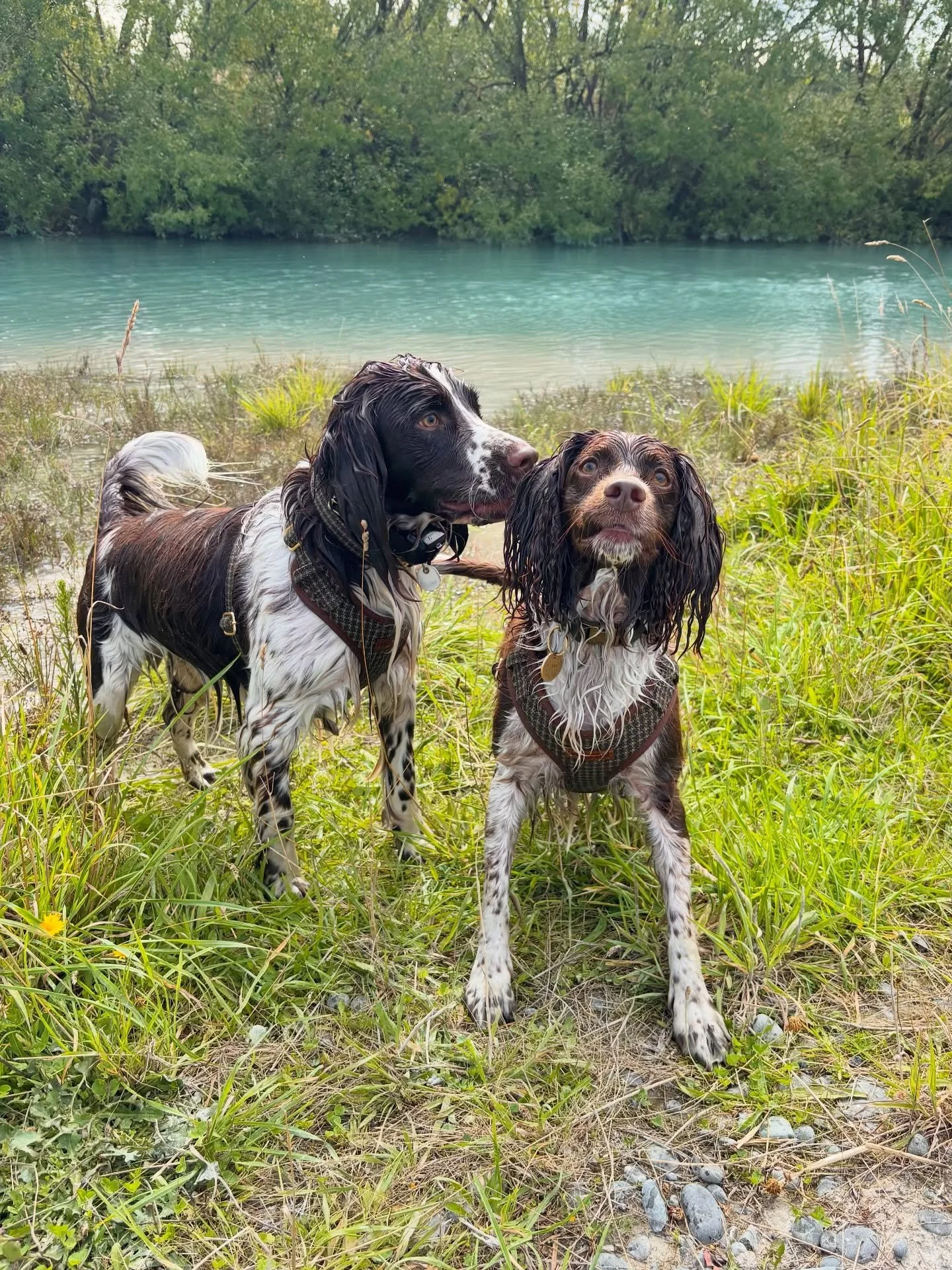 Morning swims in Tussock Tweed 🤍 Mac &amp; Murph matching in size M and living their best river life.

Not pictured: me trying to wrestle two soggy spaniels back into the car while they attempted a great escape back to the river&hellip; thankfully t