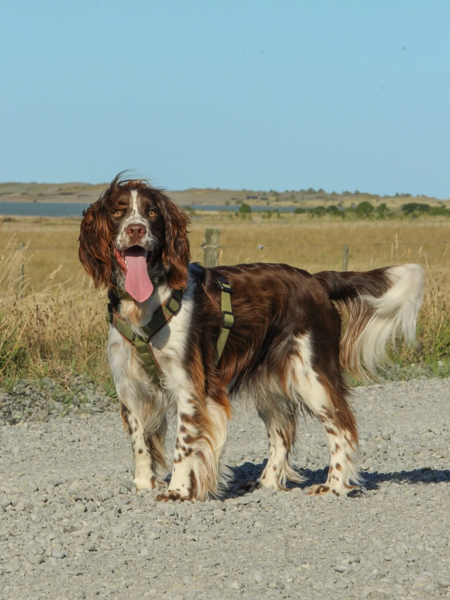 A new chapter, same timeless feel.
Huntsman launches soon&hellip; keep your eye out 🌾🐾

#nzdogs #nzdogsoninstagram #dogsnz #smallbusinessnz #ruralnz