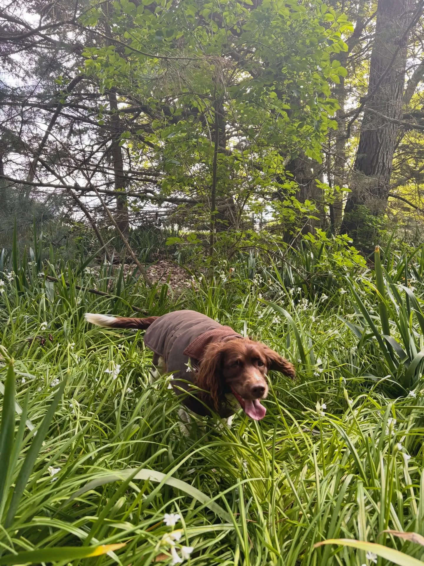 Frosty mornings are just around the corner ❄️ 

Keep your dog warm, dry, and ready for every winter adventure in our Coldstream Wax Dog Coat.

Murph wears a size M 🤎 Timeless style, practical warmth, and made for chilly country mornings

#nzdogsonin