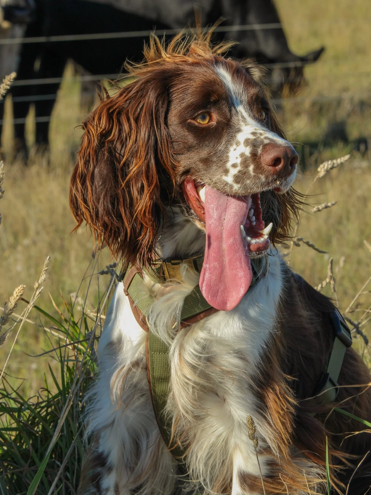 The Huntsman Collection.

For water&rsquo;s edge, long grass, and the places dogs always seem to find first.

Made for everyday life outside

#nzdogs #nzdogsoninstagram #dogsnz #smallbusinessnz #ruralnz