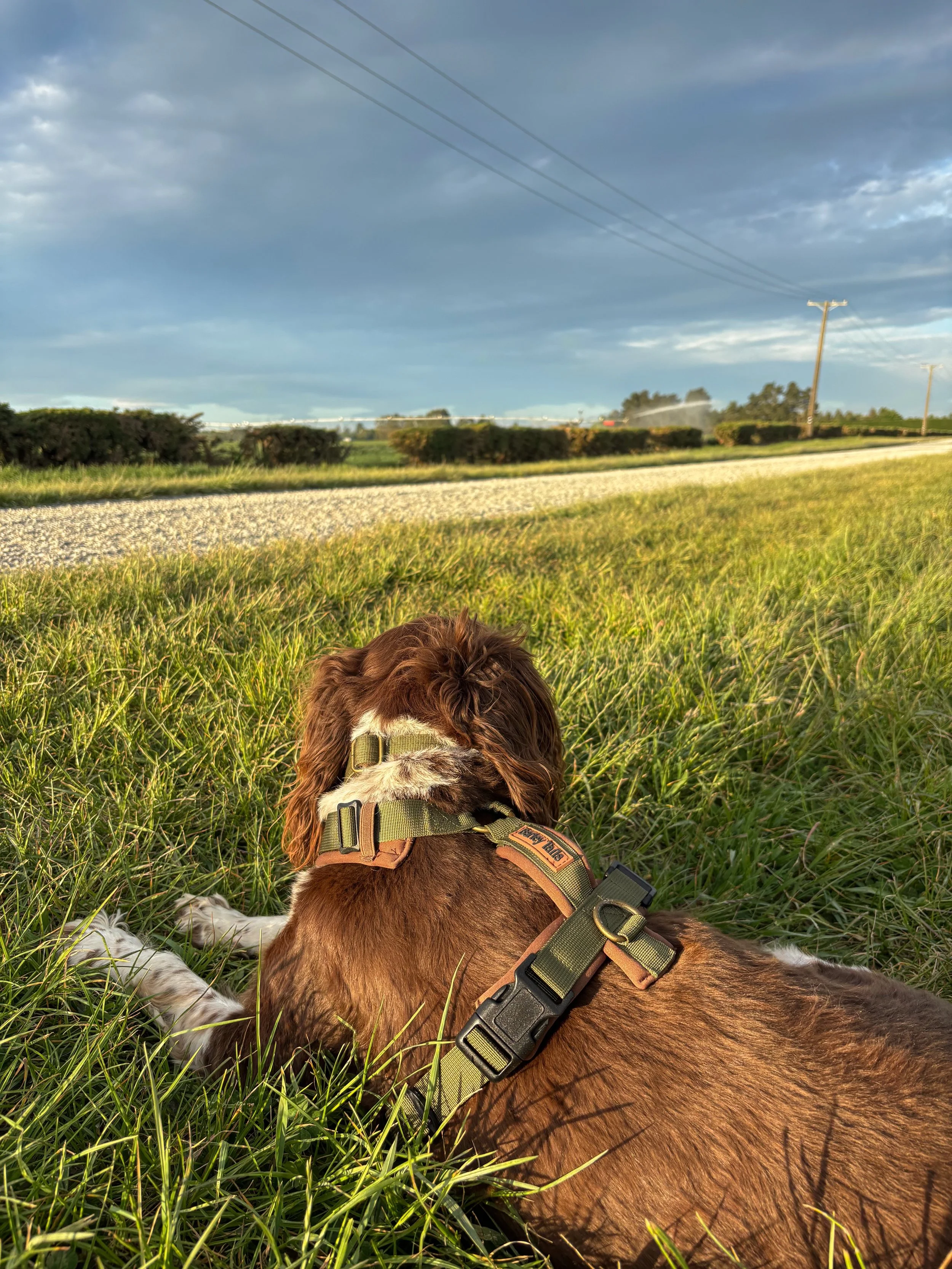 The Huntsman Harness. 

For the dogs that would always rather be outside. Built for movement, water, mud, and whatever else the day turns into. 🐾

Designed with adjustable chest and belly straps for a more customised fit, while the quick-drying mate