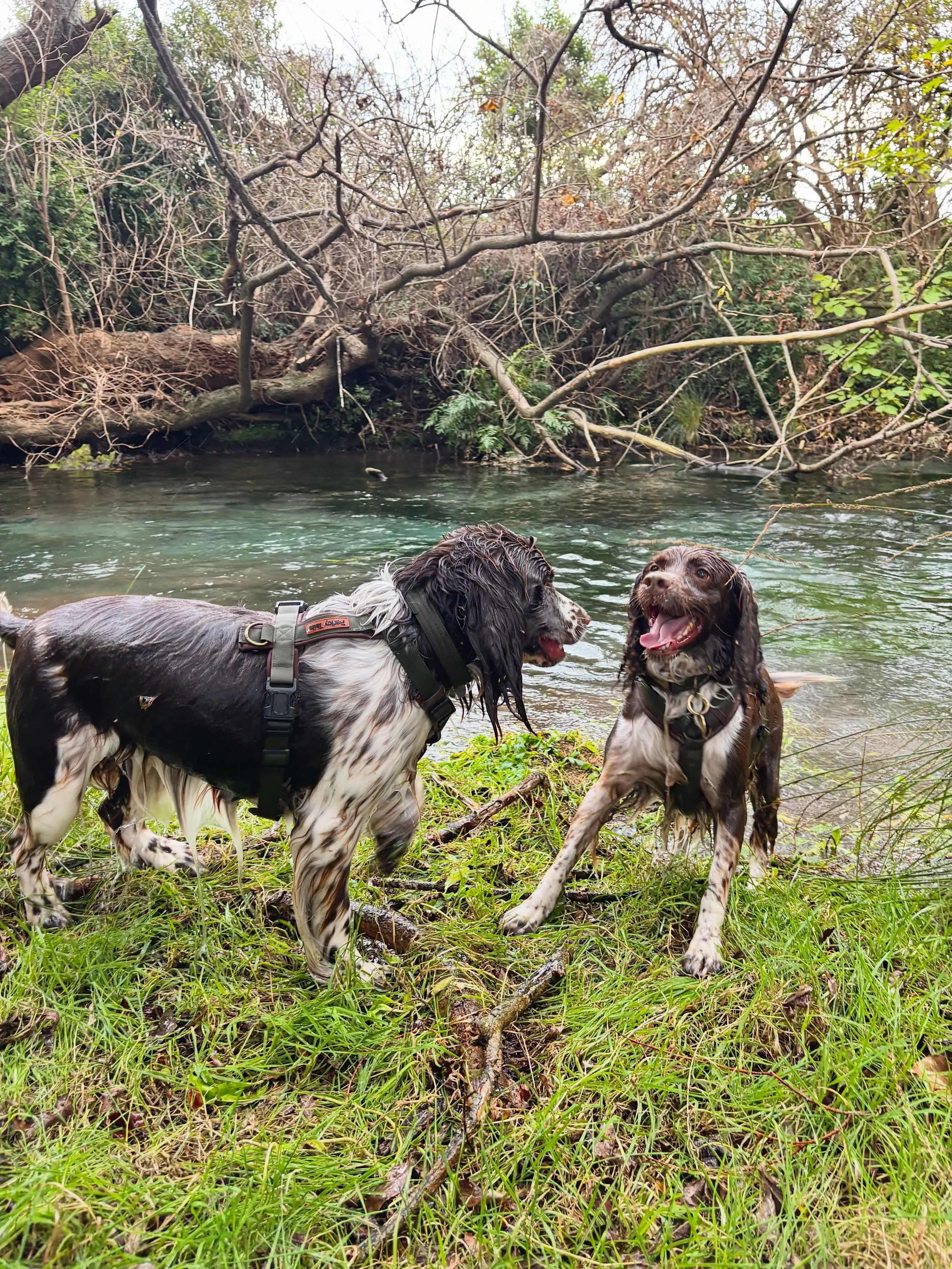 Creek swims, happy dogs, and gear that can keep up 🤎🌿

Mac &amp; Murph wearing our Huntsman Harness + Collar in size M &mdash; field tested and creek approved. My gosh these two love a swim, and we love that the quick-drying materials make heading 