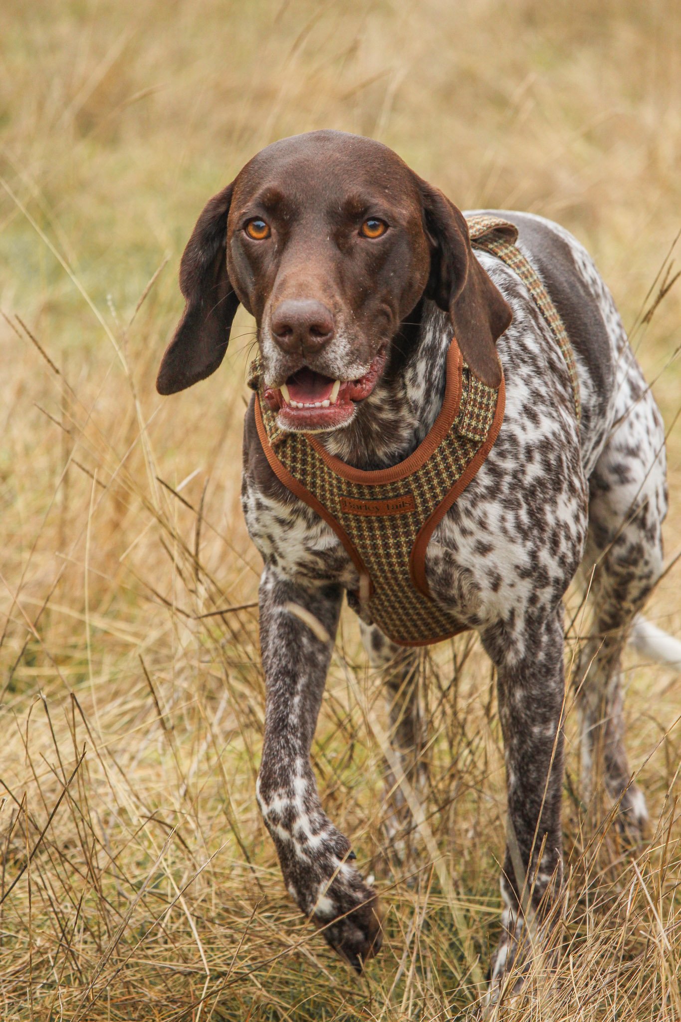 large dog harness