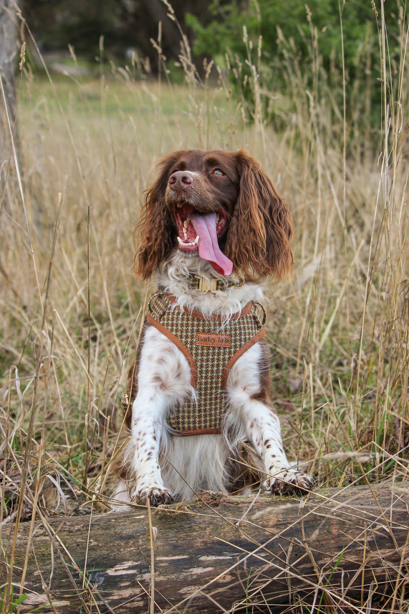 dog harness, tussock tweed,