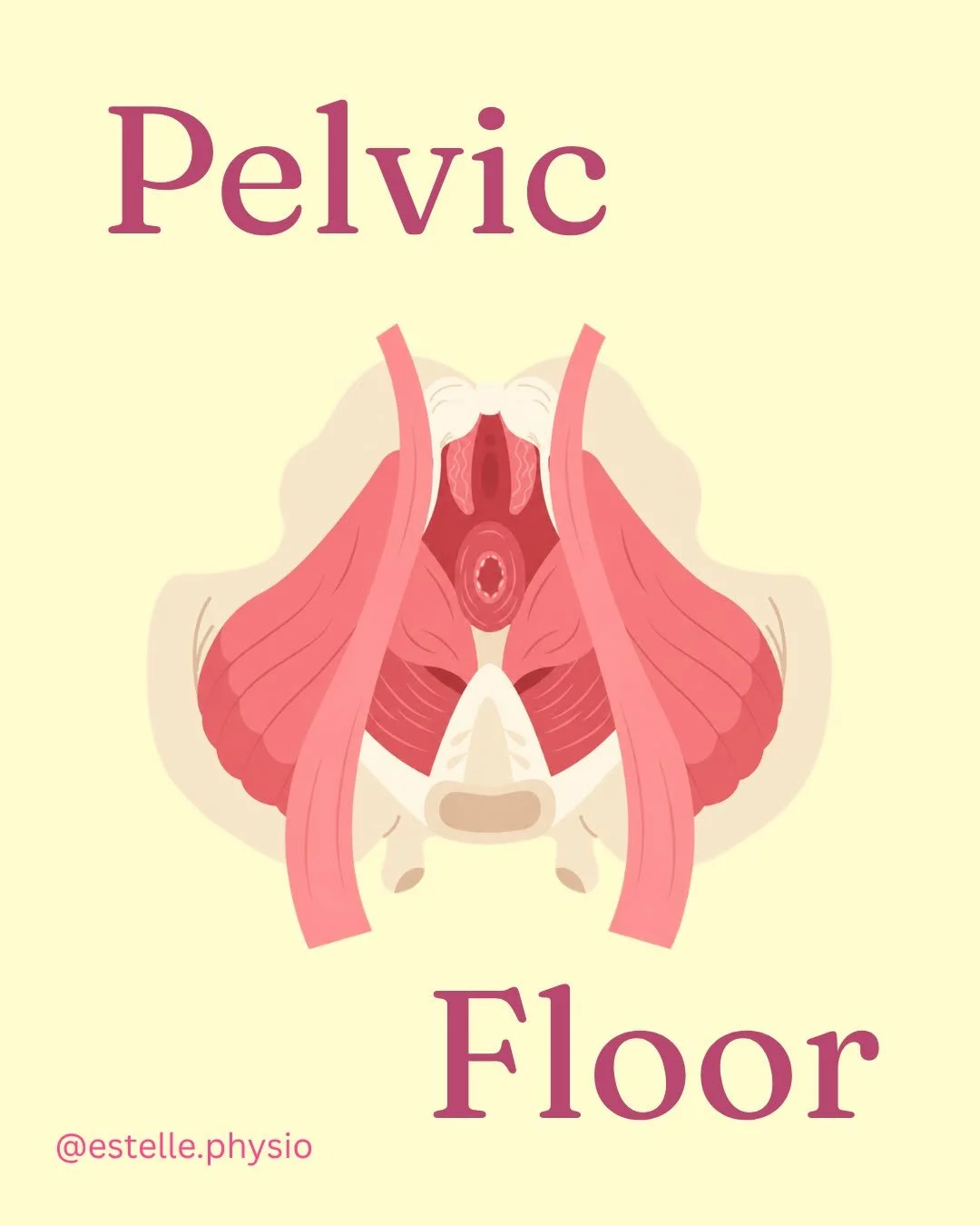 The group of muscles that sit between your legs and help to support your pelvic organs is called your pelvic floor, and they play an important role in continence, sexual function and pelvic support. They stretch like a hammock from your pubic bone at