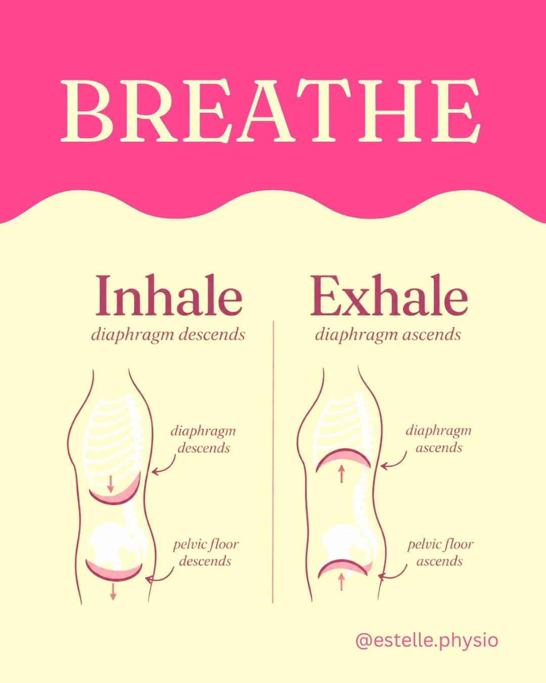 Our breath and pelvic floor work together, and they often don&rsquo;t do what people think. The coordination of our breath with our diaphragm and pelvic floor  is important to manage your intra-abdominal pressure which matters for your pelvic floor a