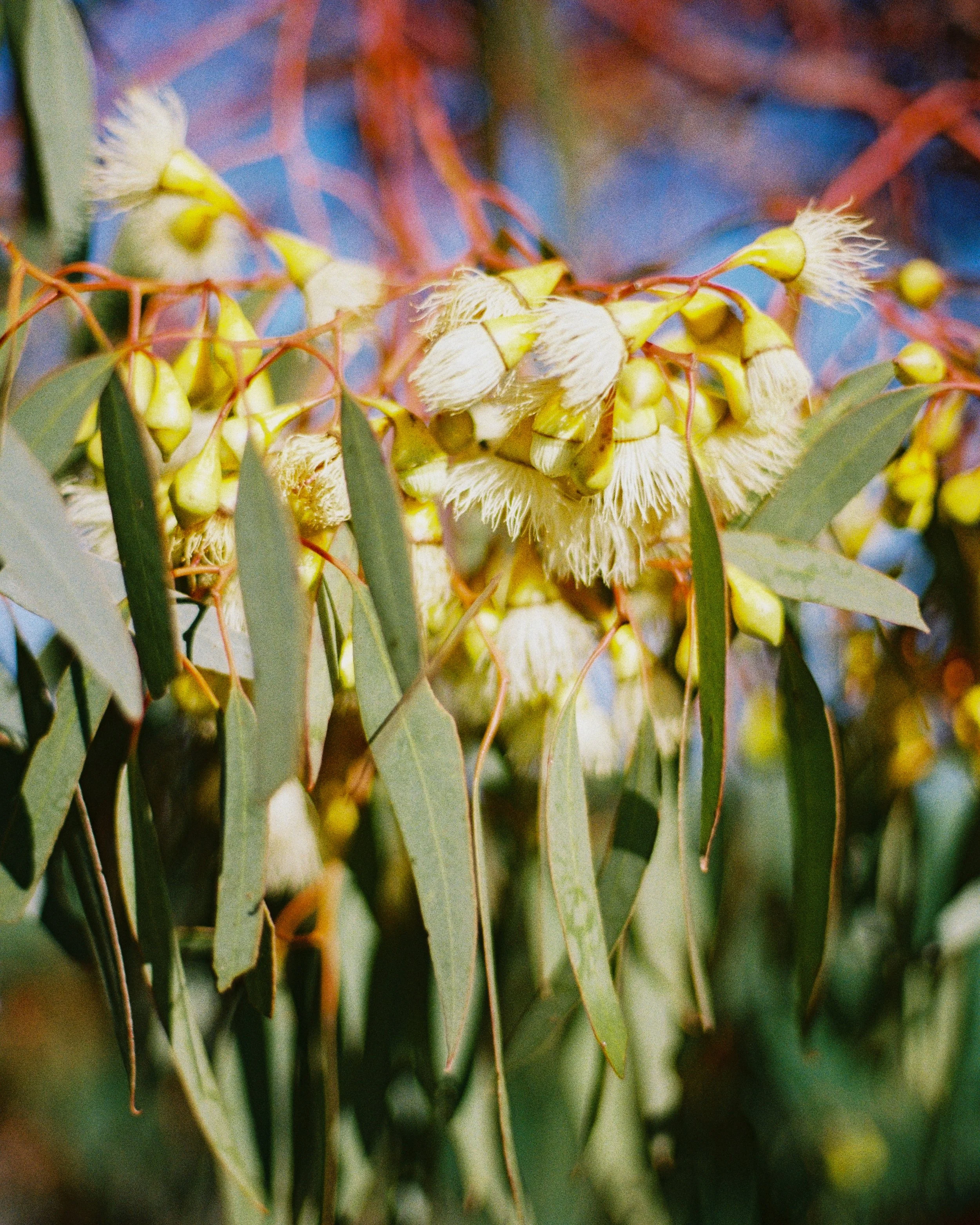 wol_gre_ (1 of 1).jpg