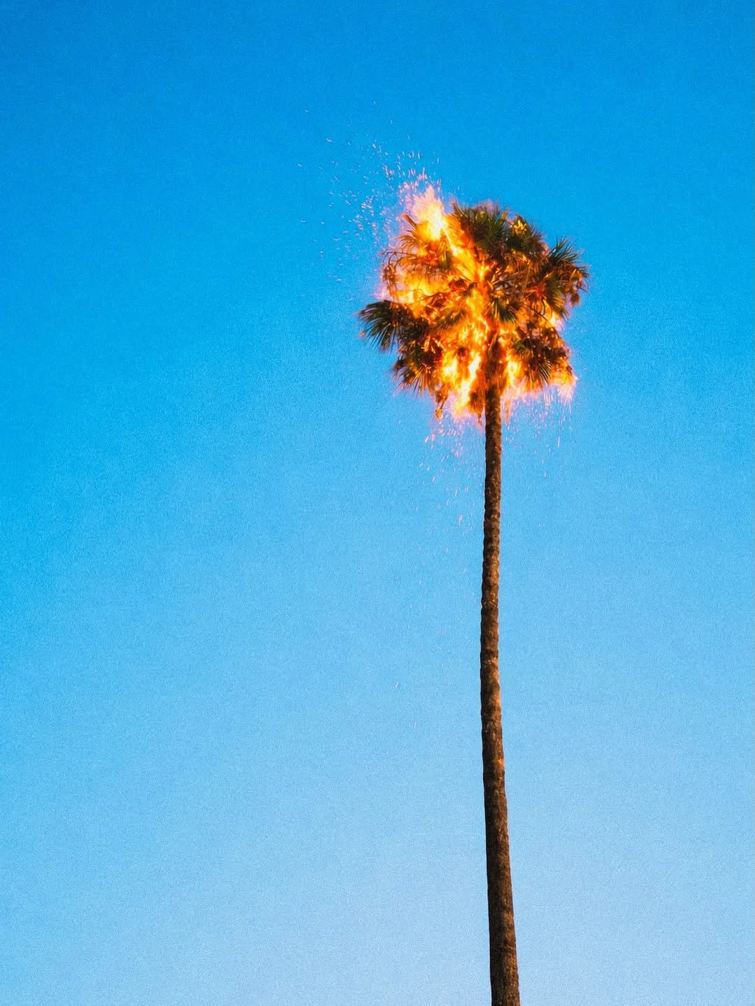 🌴
by Will Nichols @willnichols
.
.
.
.
.
.
.
#strikefancy #inspiration #curation #art #design #photography #picoftheday #instadaily