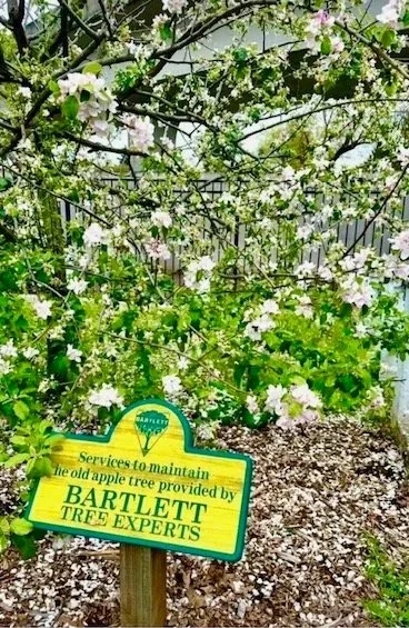 Arbor Day Celebration and Tree Care by Bartlett Tree Experts April 28th