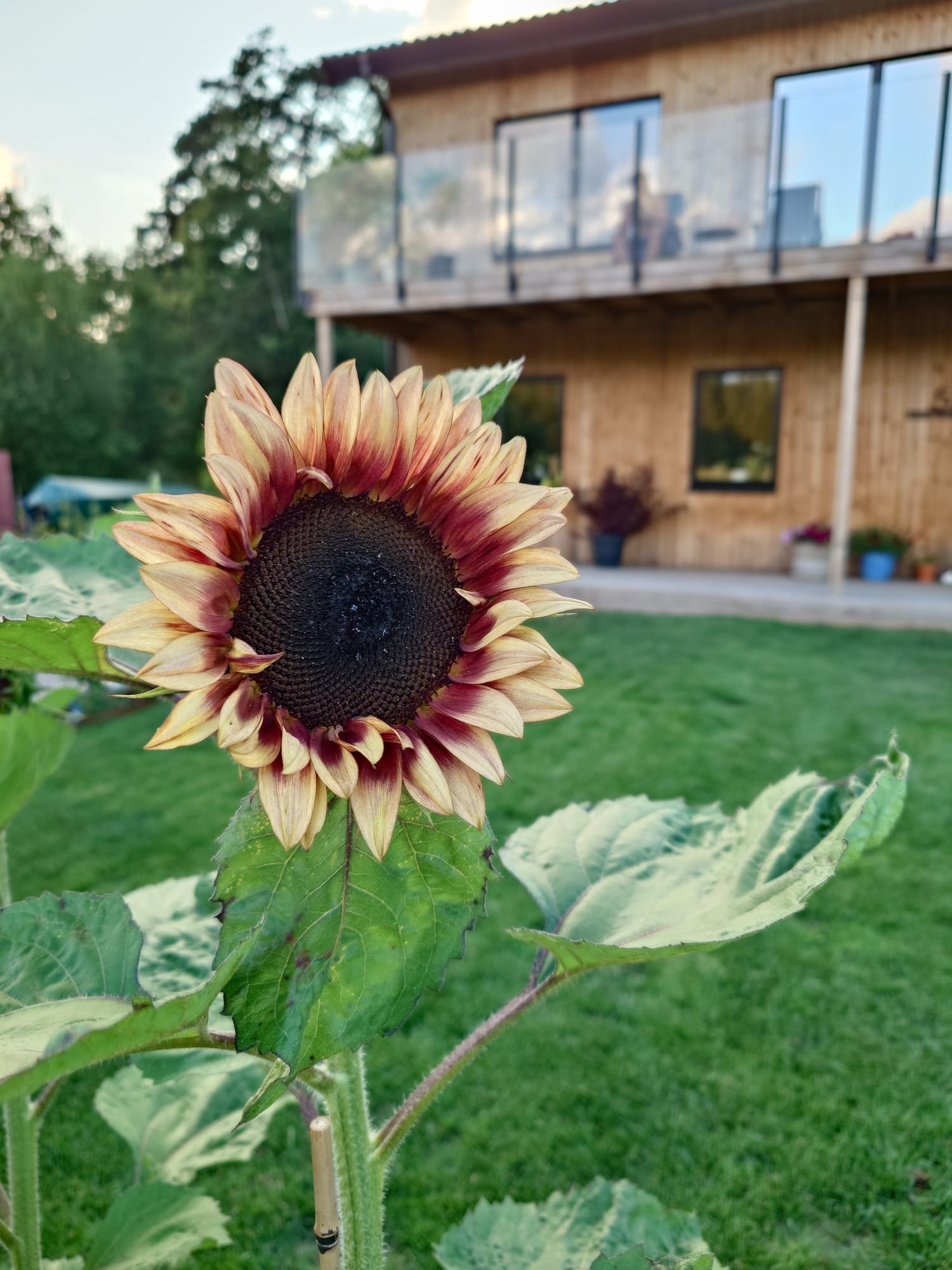 Solrosa blommar framför ett trähus med glasbalkong. Solrosan har mycket stora blommor med gula och orange nyanser och ett mörkt centrum.