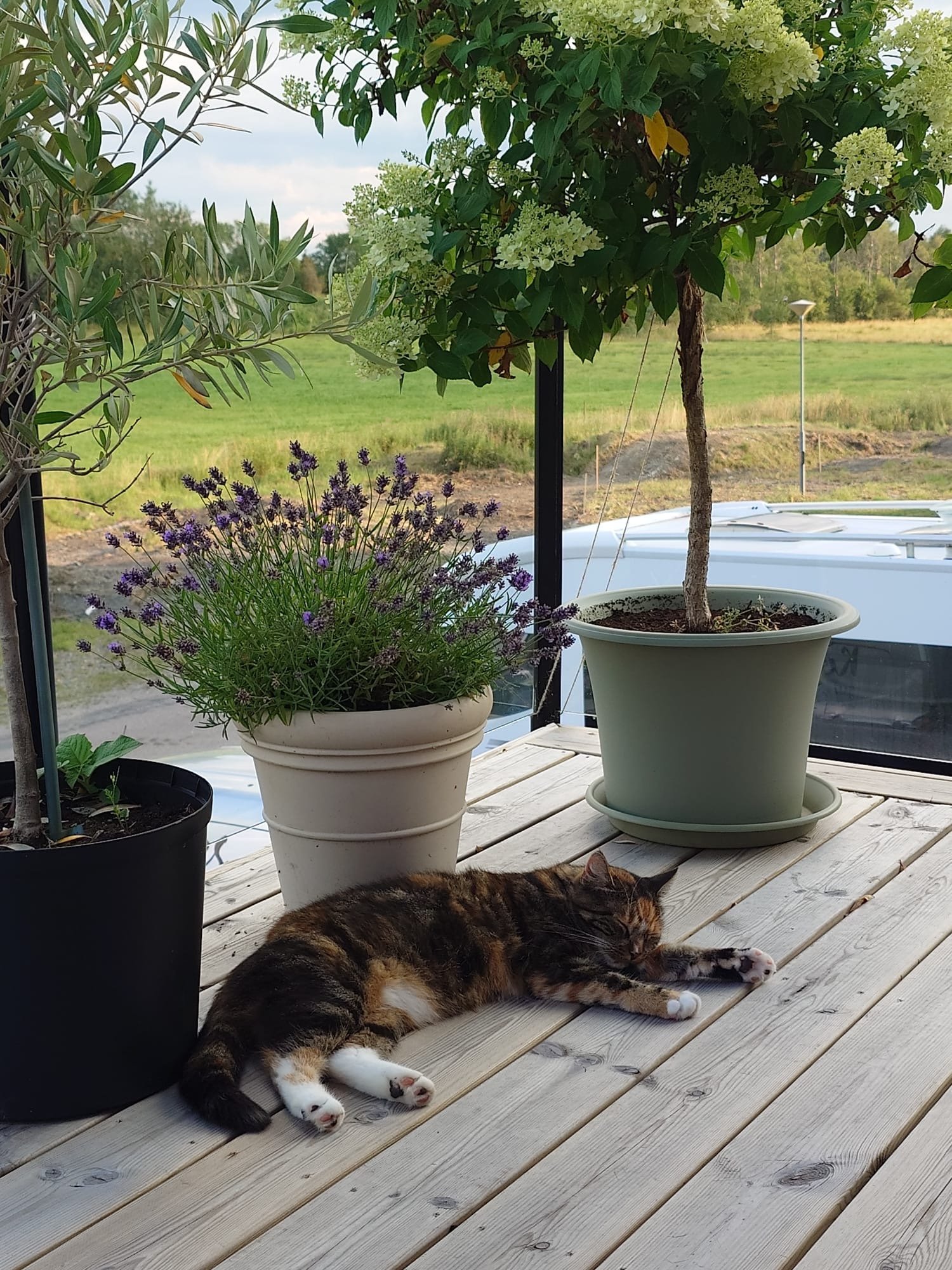 Även katten har funnit sig tillrätta i sitt nya hem
