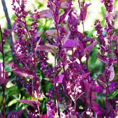 ARROCHE (ATRIPLEX HORTENSIS)-red plume .jpg