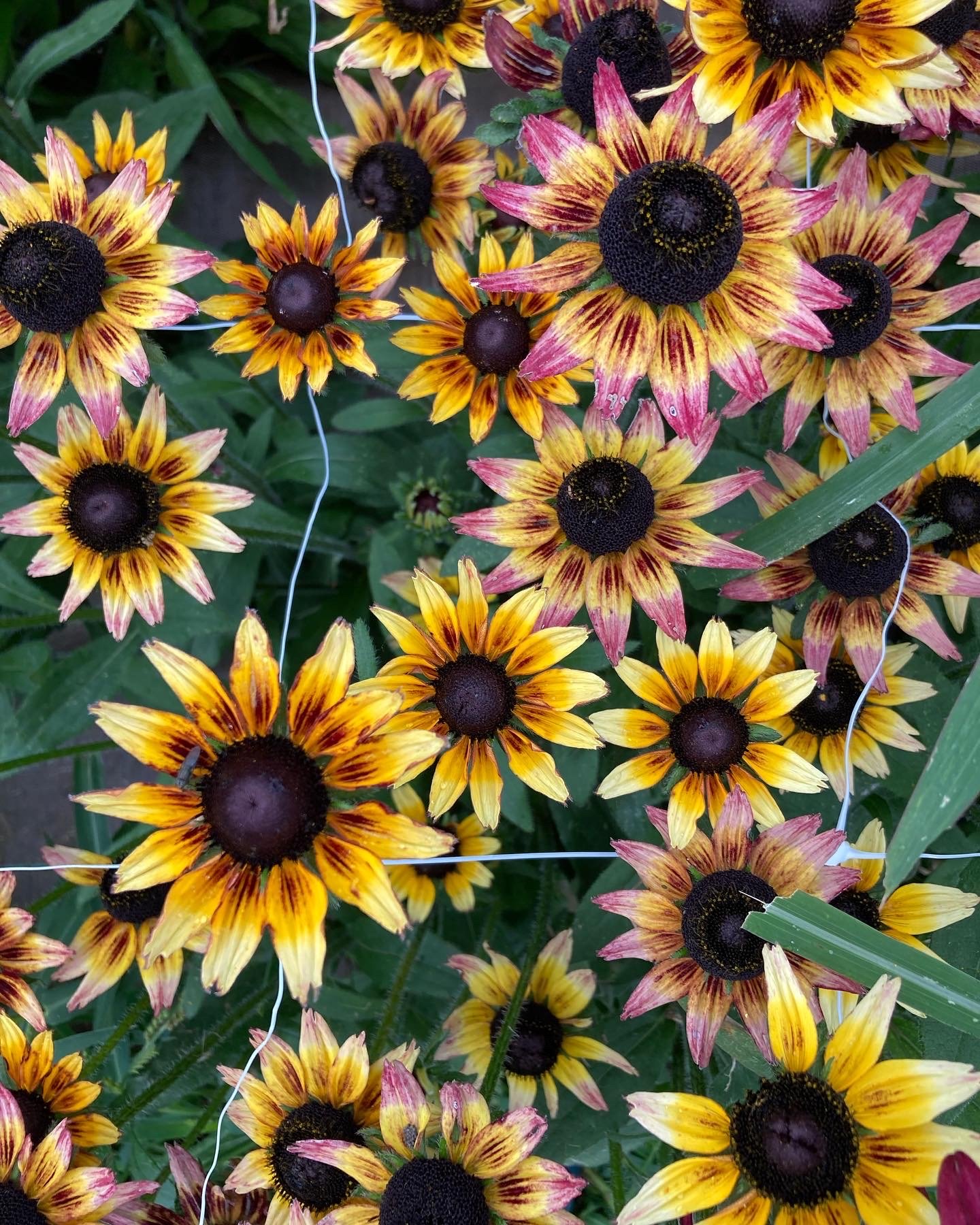 36A82F65-A650-4DF0-949B-B8B8572CEA24.jpeg