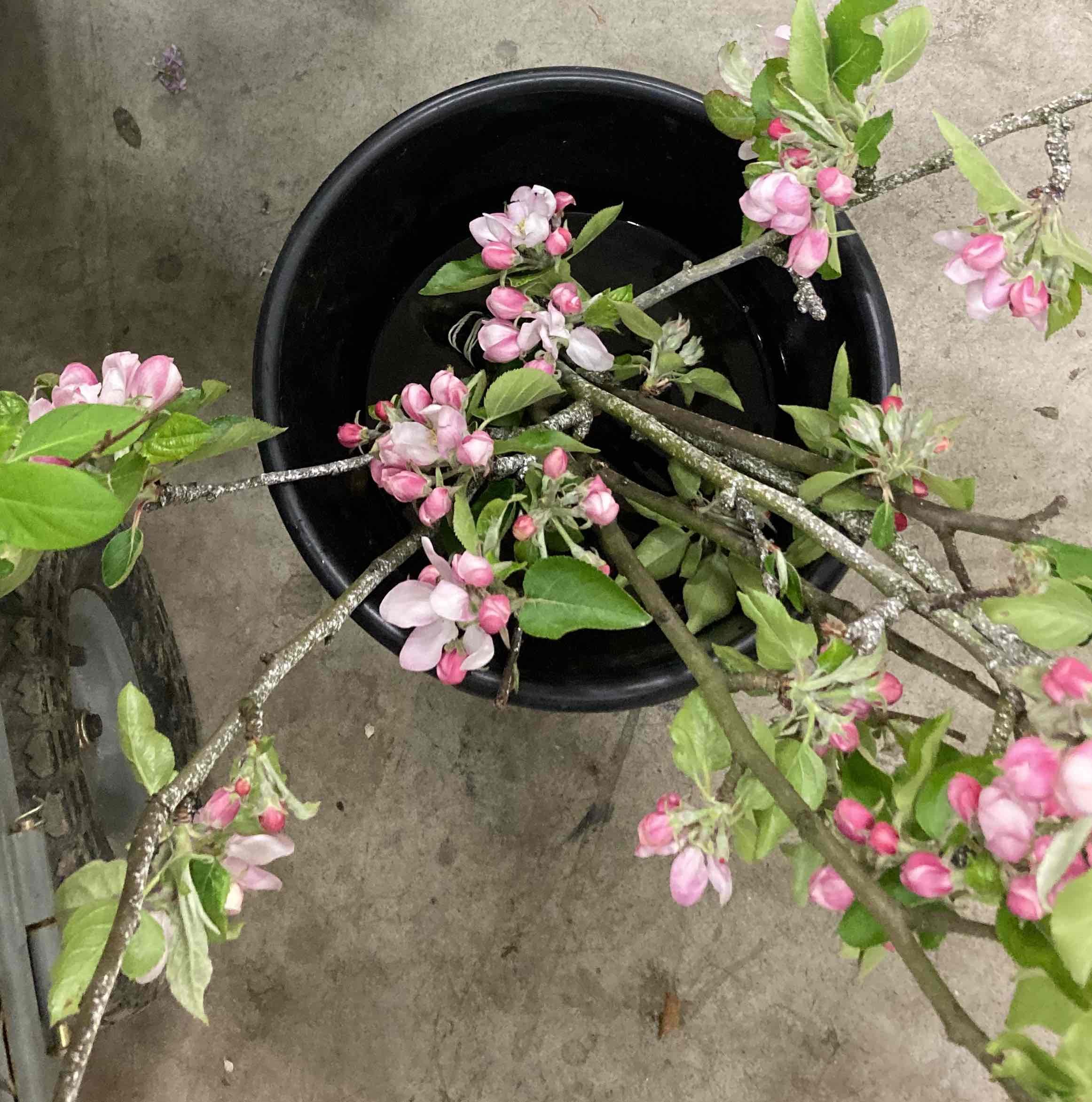 POMMIER fleur copie.jpg