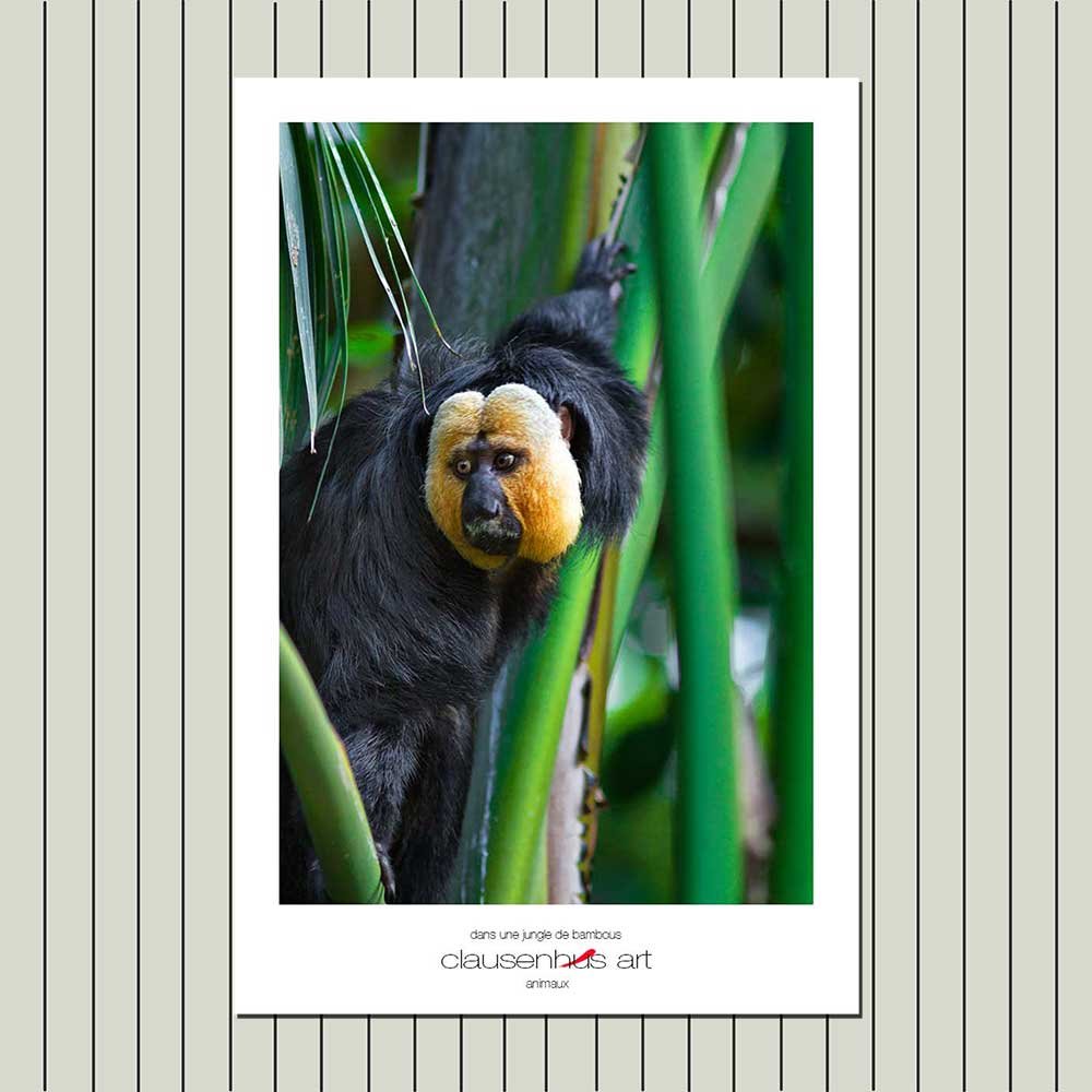 titre: dans une jungle de bambous