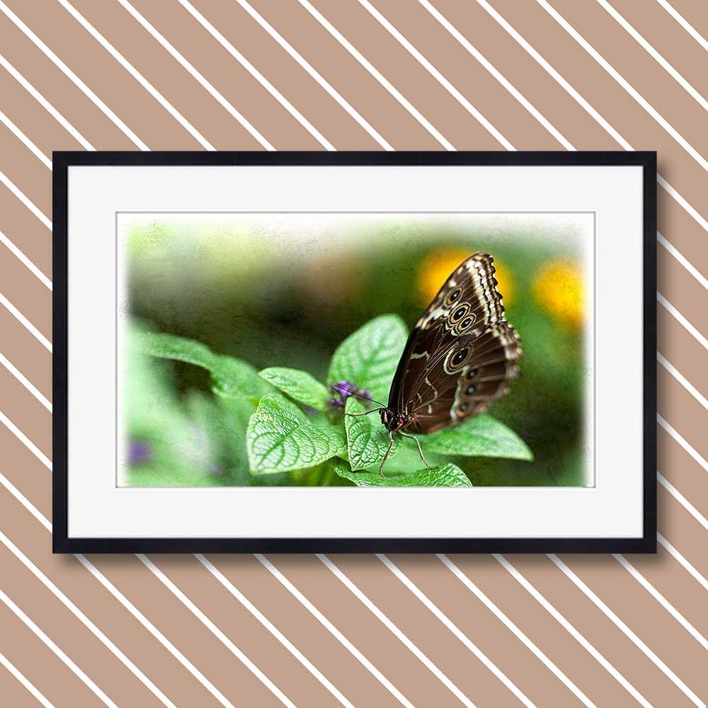 titre: papillon morpho bleu