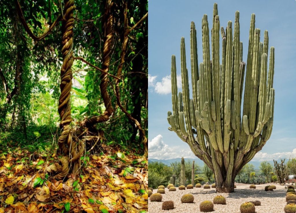 PlantMedicine.jpg
