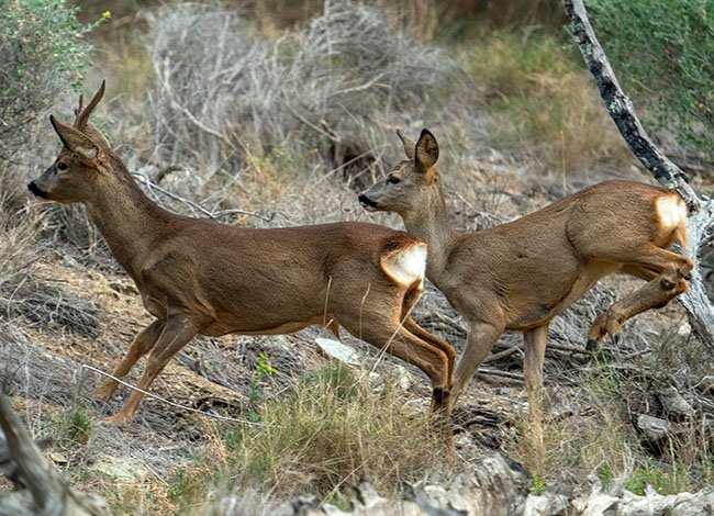 JOCS: Seguim el rastre dels animals!