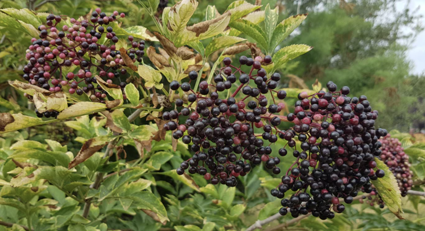 NATURA: Els fruits al jardí de Can Boet