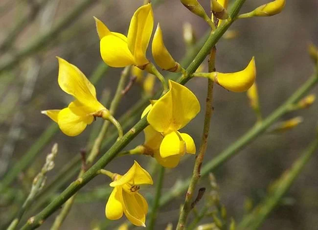 RUTA: Des de la serra de Mosques d’Ase a la serralada de Marina