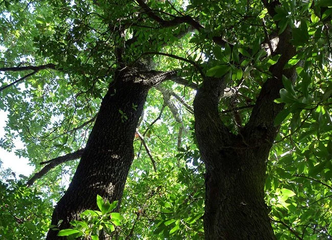 PASSEJADA: La roureda de Tordera