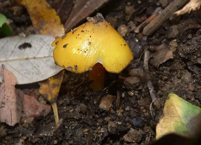 PASSEJADA entre bolets: Coneixeu-los i fotografieu-los