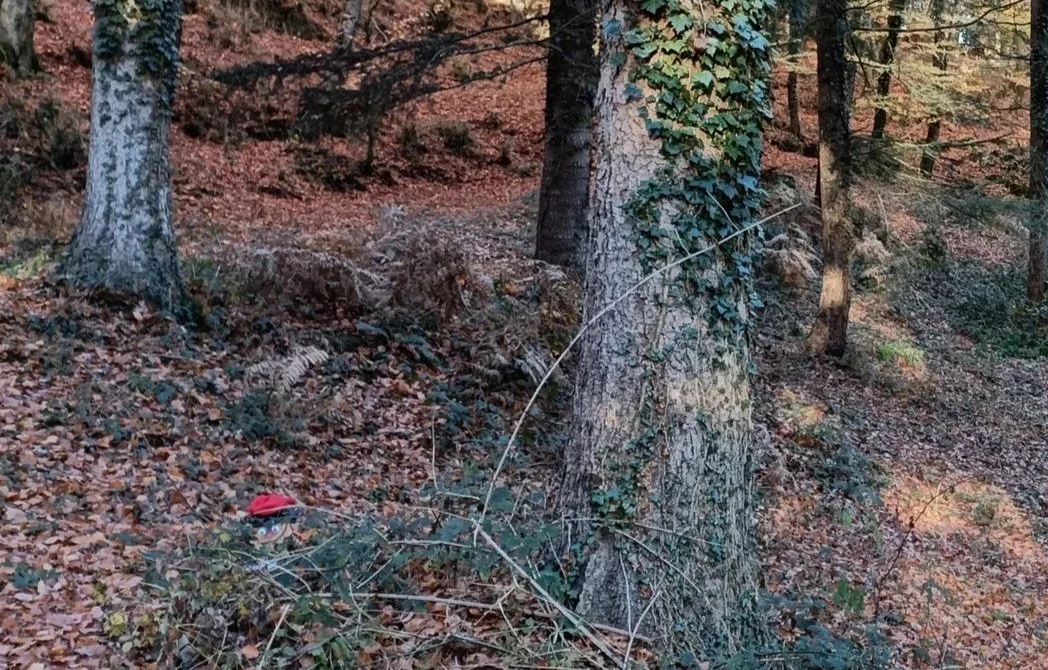 EXCURSIÓ: Anem a buscar el Tió als boscos de Vallgorguina