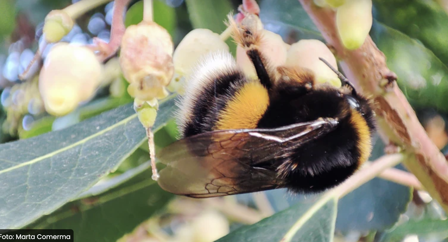 TALLER: Els invertebrats al jardí de Can Boet