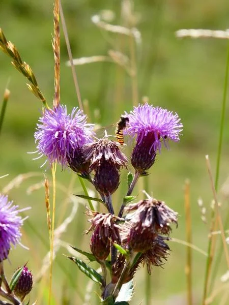 TALLER: Flor busca pol·linitzador